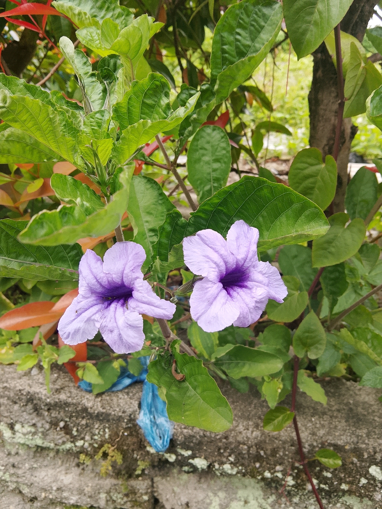 Two light purple flowers with darker purple centers are in focus in the foreground. They are surrounded by lush green leaves and some reddish-brown leaves. In the background, a tree trunk is visible along with more greenery and a blurry patch of light yellow. A rough, grey concrete wall runs along the bottom of the frame, with some green moss and what appears to be a crumpled blue plastic bag lying on it. The image appears to have been taken outdoors, likely in a garden or natural setting within the city of Padang, Indonesia, given the tropical foliage. There are no people or animals visible in the image.