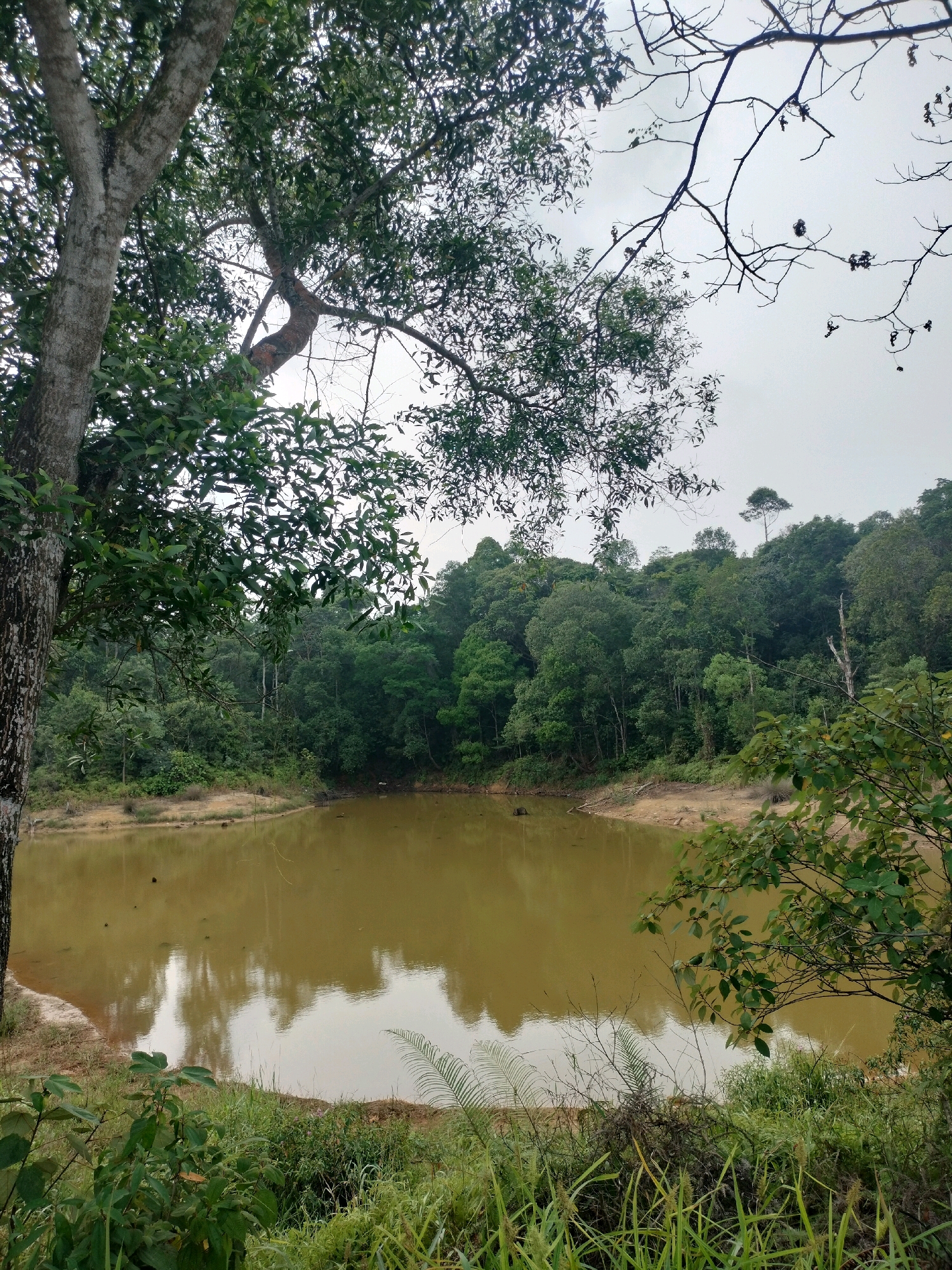 This is a photograph taken at the Sekupang Reservoir in Batam, Indonesia. The reservoir is a natural body of water surrounded by dense, lush green forest. The water itself is a murky brown color, reflecting the overcast sky and the surrounding foliage. In the foreground, there is a thick layer of grass and various types of vegetation, including ferns and leafy plants. A large tree trunk is visible on the left side of the frame, with its branches extending upwards and partially obscuring the sky. The overall impression is one of a secluded, natural landscape, with the reservoir serving as a focal point within the verdant environment. There are no people or animals visible in the image.