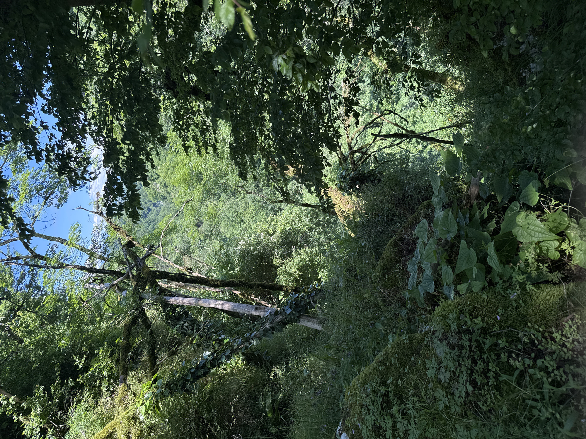 This media file captures a dense, vibrant green forest or wooded area, viewed from a slightly elevated perspective looking down into the canopy and undergrowth. The scene is dominated by lush foliage, including numerous trees with visible trunks and branches, many of which are covered in thick moss and ivy-like vines.
The upper left portion of the image reveals patches of clear blue sky with some wispy white clouds, visible through gaps in the tree canopy. Sunlight filters through the leaves, creating a dappled light effect with bright highlights on some leaves and deep shadows in other areas, indicating a sunny day.
The ground cover is rich with various types of plants, including moss, grasses, and large-leafed undergrowth. There are no human subjects or man-made objects present. The overall impression is one of untouched, verdant nature. The location context provided is Khleborob, Russia. No visible text is present in the image.