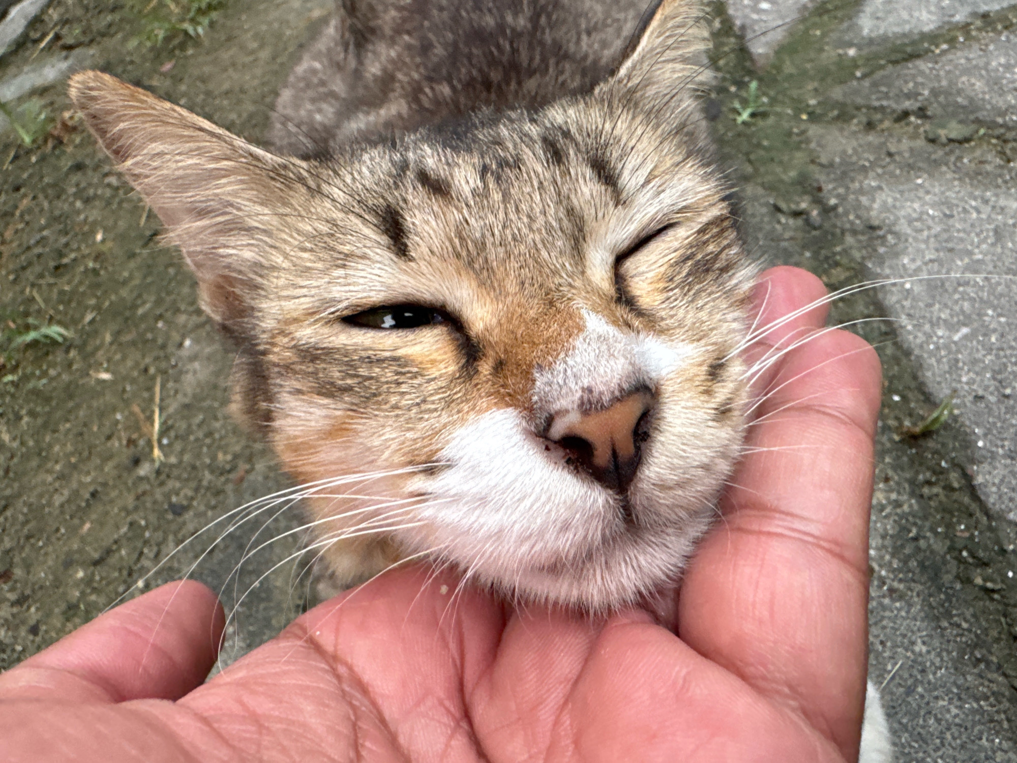 A close-up, high-angle shot captures a tabby cat being petted on its face by a human hand. The cat's left eye is partially closed in a blink, while its right eye is open and looking towards the viewer. The cat's fur is a mix of brown, black, and white, with distinct tabby markings on its head and face. Its whiskers are long and white, fanning out from its muzzle. The hand, with visible fingerprints and creases, is gently holding the cat's cheek, implying a moment of affection. The background consists of a mottled, greyish-green surface that appears to be rough pavement with small specks of grass or dirt scattered across it. The overall impression is one of peaceful interaction between a human and an animal in an outdoor, urban setting.