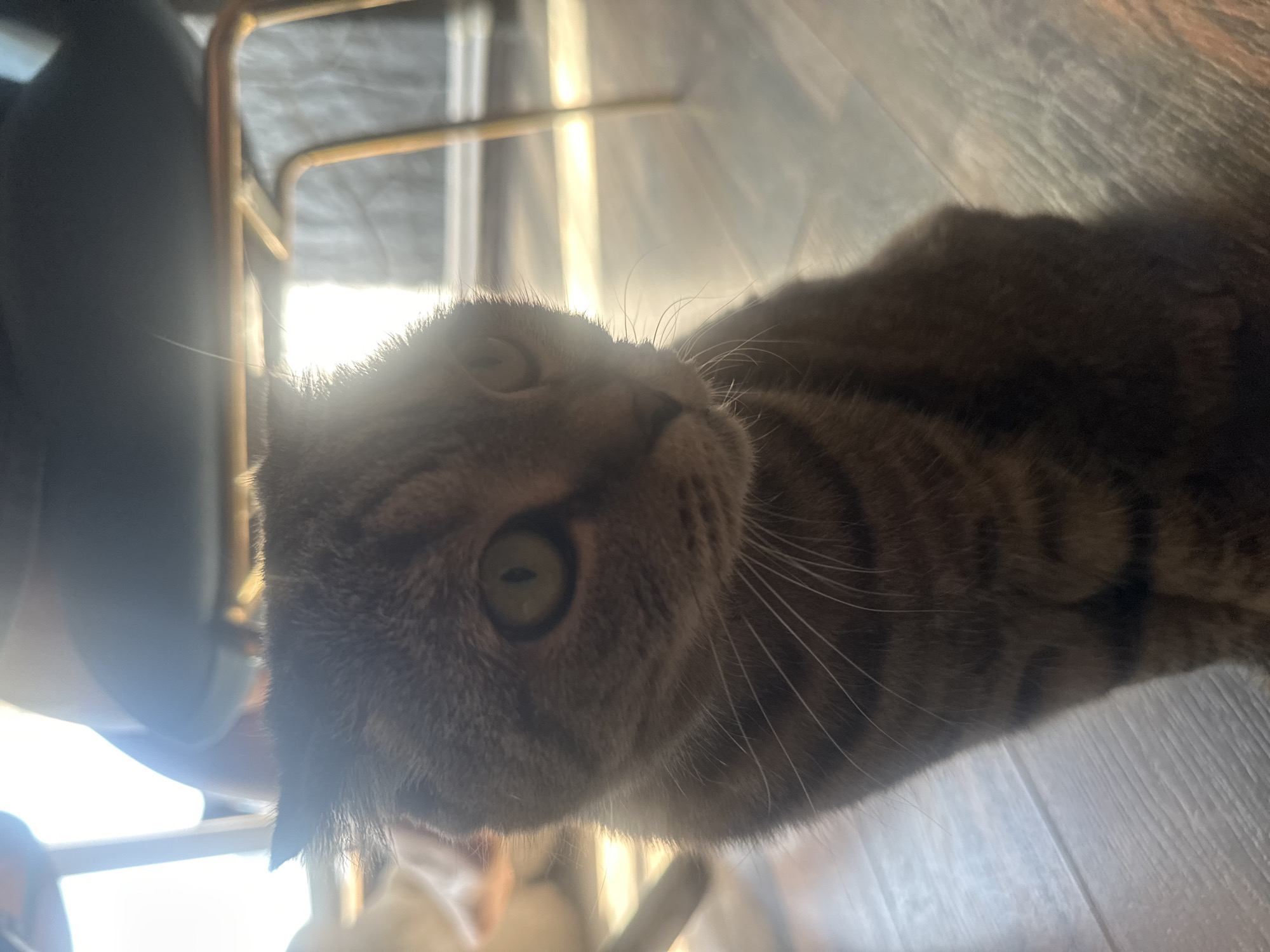 A close-up, medium shot captures a tabby cat sitting on a wooden floor. The cat is positioned in the foreground, facing left with its body angled slightly towards the camera. Its fur is a mixture of brown and gray with distinct tabby markings. The cat's eyes are green and appear alert. The background is blurred, showing hints of furniture, possibly a chair, and sunlight streaming in, creating a lens flare effect. The lighting is bright, suggesting the photograph was taken indoors during the day. No specific location in the city of Virki, Russia, can be determined from the image.