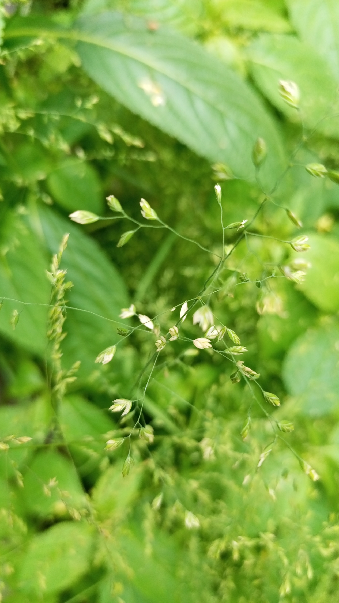 The image displays a close-up, vertical view of delicate grass seed heads and stems against a soft, blurred background of green foliage. The seed heads are small and light-colored, with some appearing as unopened buds and others as open, feathery structures. Thin, wiry stems branch out, creating a sense of movement and lightness. The overall impression is one of natural beauty and intricacy, common in the flora found in outdoor environments like parks or gardens within the city of Yudin, Russia. There are no people or distinct man-made objects visible. The environment appears to be a natural, overgrown area with ample greenery.