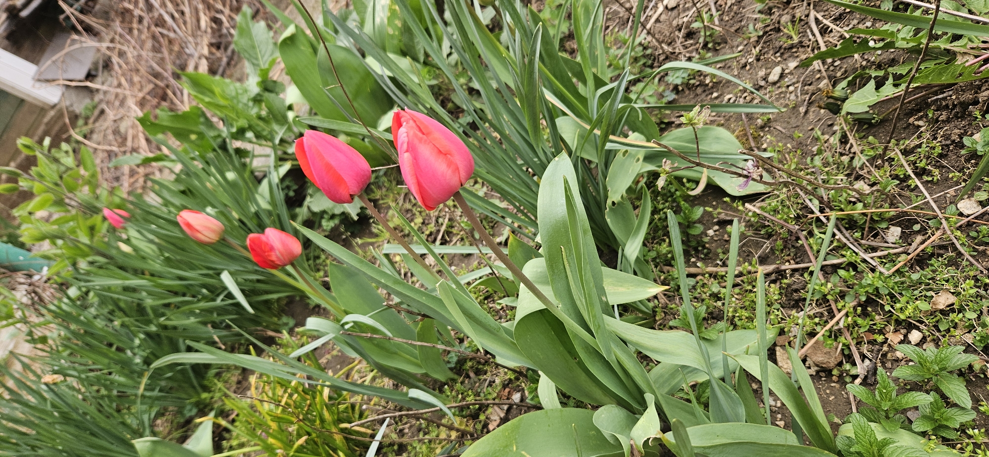 The image shows a close-up view of several red tulip buds amidst green foliage and surrounding ground cover. The tulips are in varying stages of bloom, with some still tightly closed and others slightly more open. The surrounding vegetation includes a mix of grass-like leaves and broader, flatter leaves. The ground is visible between the plants, revealing soil and small weeds. The scene appears to be in a garden or natural area. Without additional information, the exact location within Blagoevgrad, Bulgaria, cannot be determined.