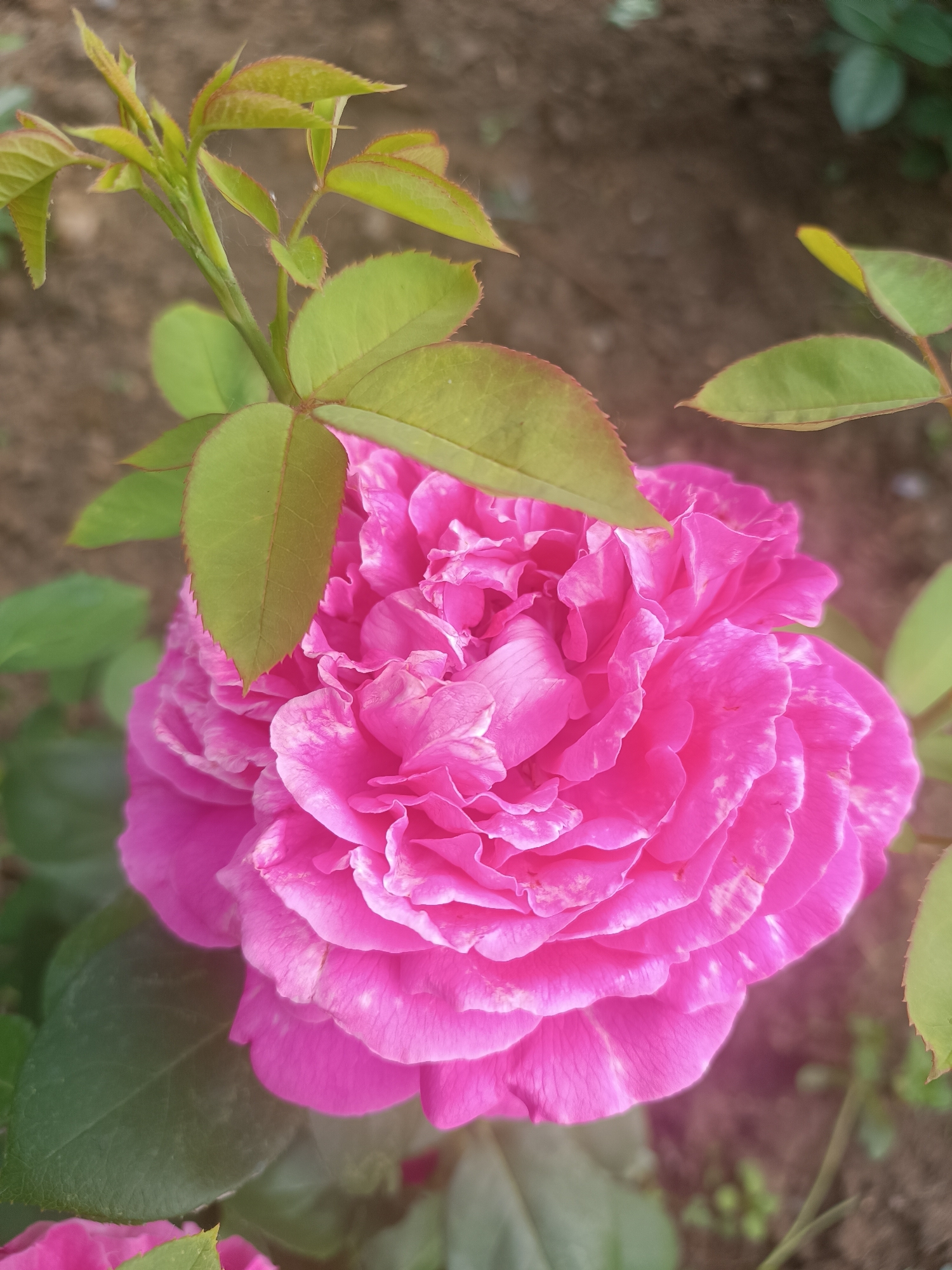 A close-up, high-angle shot focuses on a vibrant pink rose in full bloom. The rose's petals are densely packed and ruffled, with some lighter pink and white streaks visible on their surface. Above and to the left of the rose, a stem with several young, light green leaves extends into the frame, some of these leaves have reddish edges. The background is a blurred mix of earthy brown soil and darker green foliage, suggesting an outdoor garden setting. The lighting appears soft, creating a slight glow around the rose. There are no people or animals visible in the image. The location of Chaikovsky, Russia, is not discernible from the visual information presented in the image.