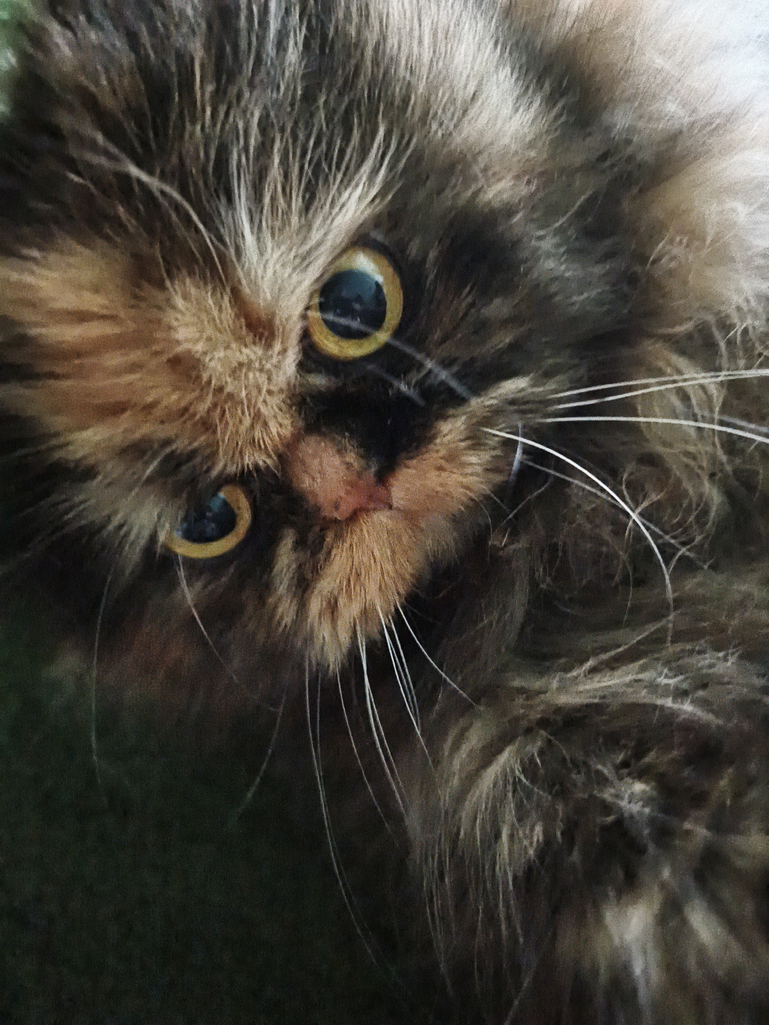 The close-up image is of a fluffy, tortoiseshell cat's face, angled slightly upwards and to the left. The cat has large, round eyes with yellow irises and dark pupils. Its fur is a mix of brown, black, and tan, with long, wispy whiskers. The cat's nose is a light pinkish-brown. The background is dark and out of focus, appearing to be a solid color or dark fabric. The lighting appears to be from above, casting shadows on the cat's face. There are no other subjects or objects visible in the frame. The image is taken from a high angle, looking down at the cat.
