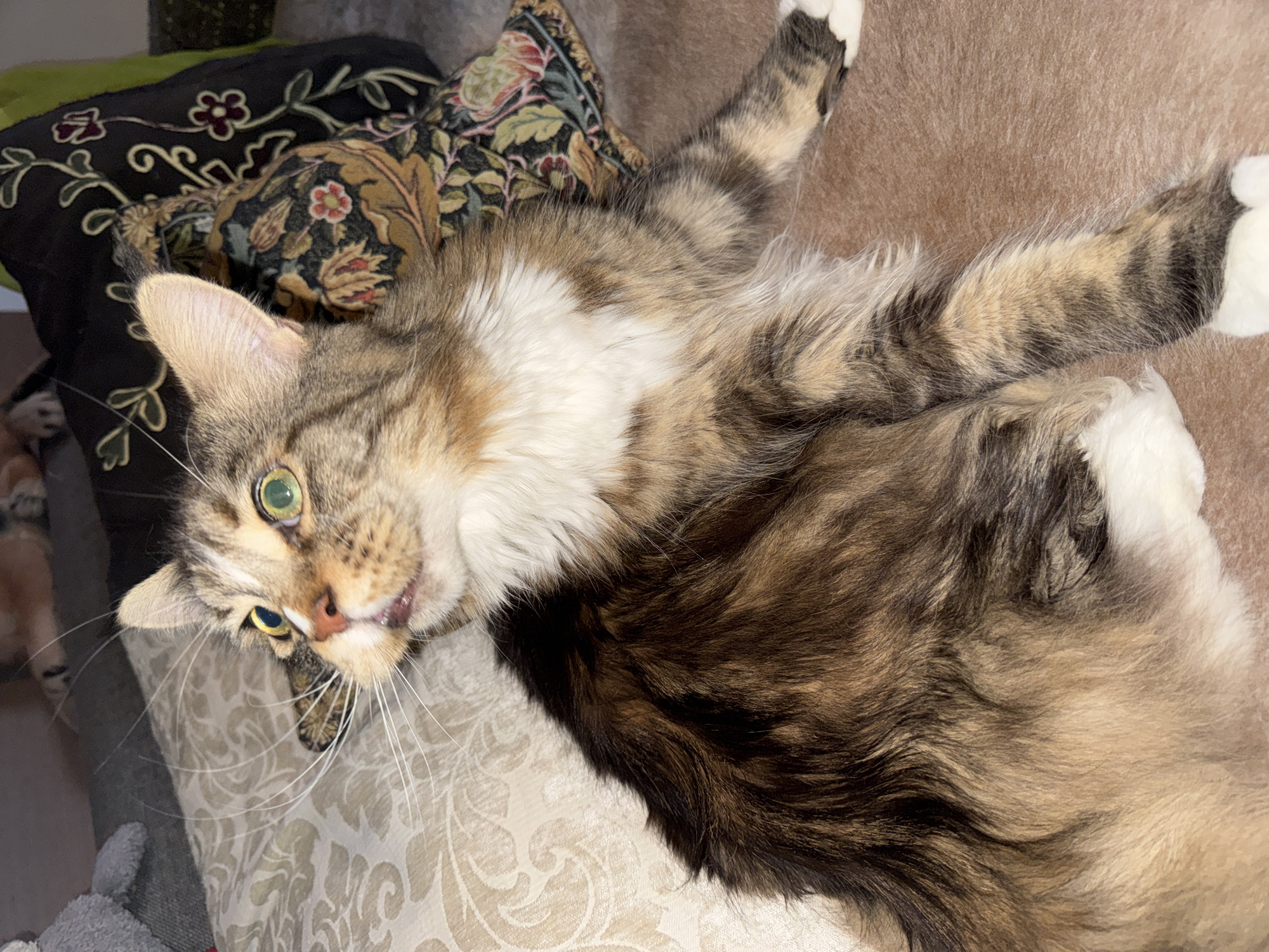 An indoor, close-up, eye-level shot shows a medium-haired tabby cat reclining on a brown textured surface. The cat's fur is a mix of brown, black, and tan with white accents on its chest and paws. Its green eyes are wide and alert, and its mouth is slightly open. The cat is positioned on the right side of the frame, with its body extending towards the lower right corner. In the background, a patterned pillow with floral designs and a grey plush toy are visible. The lighting is dim, creating soft shadows. There is no indication of the city of Zelenograd, Russia, within the image or its context.