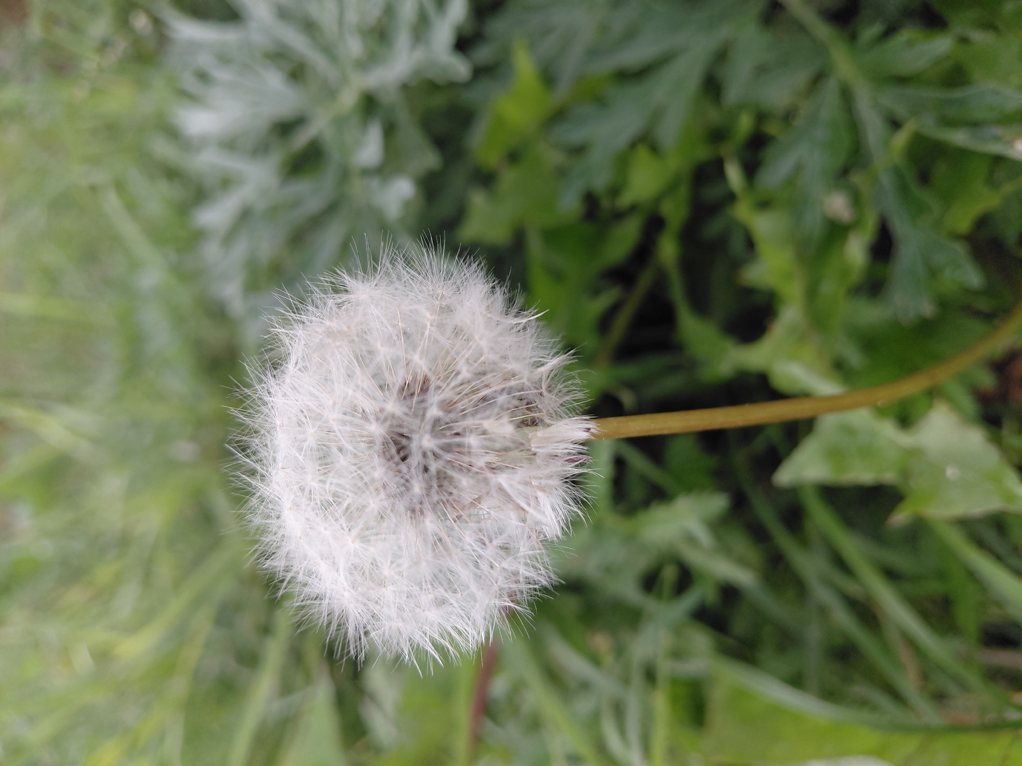 A close-up, vertical shot captures a dandelion seed head in sharp focus against a blurred background of green foliage. The seed head, a spherical mass of white, feathery parachute-like structures, is positioned slightly left of center. A slender, pale yellow stem emerges from the bottom of the seed head, extending downwards and out of the frame. The background consists of various green leaves and blades of grass, with a lighter, almost silver-grey plant visible on the right side of the image. The lighting appears natural, possibly overcast, casting soft shadows. No people or human activity are depicted. The scene suggests an outdoor environment, likely a park or a garden, on a day with subdued light. The location is specified as Malinovka, Russia.