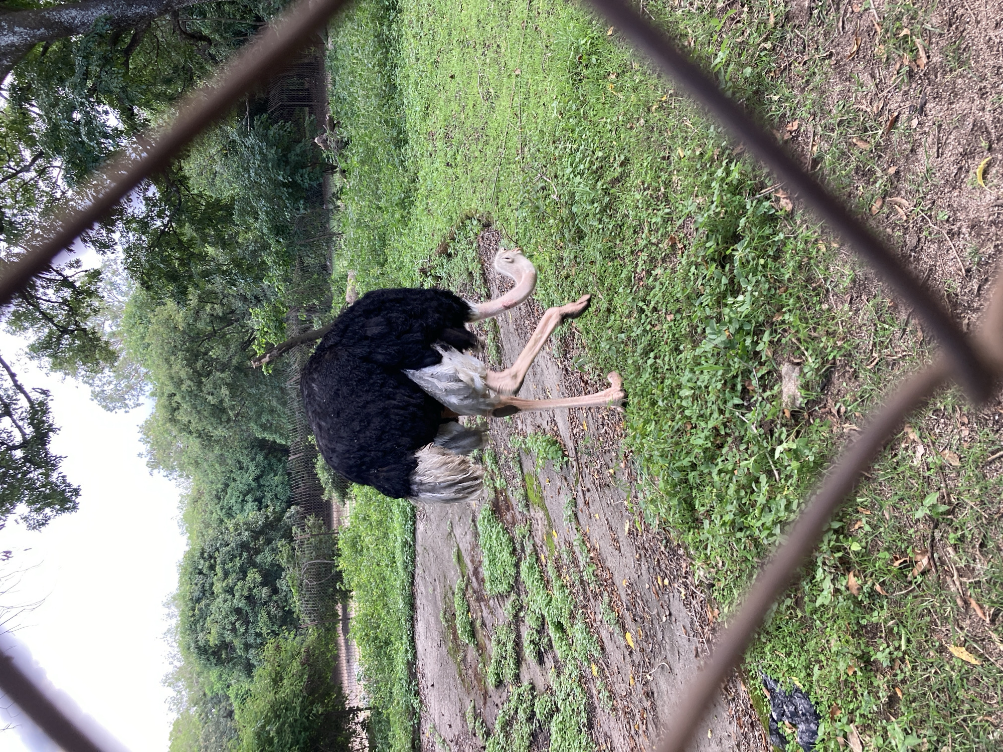 An ostrich is shown in an enclosure, likely at a zoo or wildlife park in Jos, Nigeria. The bird, primarily black with white accents on its wings and tail, is bent over with its head low to the ground, appearing to peck at something. Its long, pink legs are visible, one bent at the knee. The enclosure is characterized by a rough, patchy ground with areas of concrete and dirt, sparsely covered with green vegetation and scattered dry leaves. A wire fence, partially out of focus, runs across the foreground, obscuring parts of the scene. In the background, a dense line of trees forms a natural barrier, with a brighter, overcast sky visible above. The overall impression is that of an outdoor habitat for the bird within a city setting.