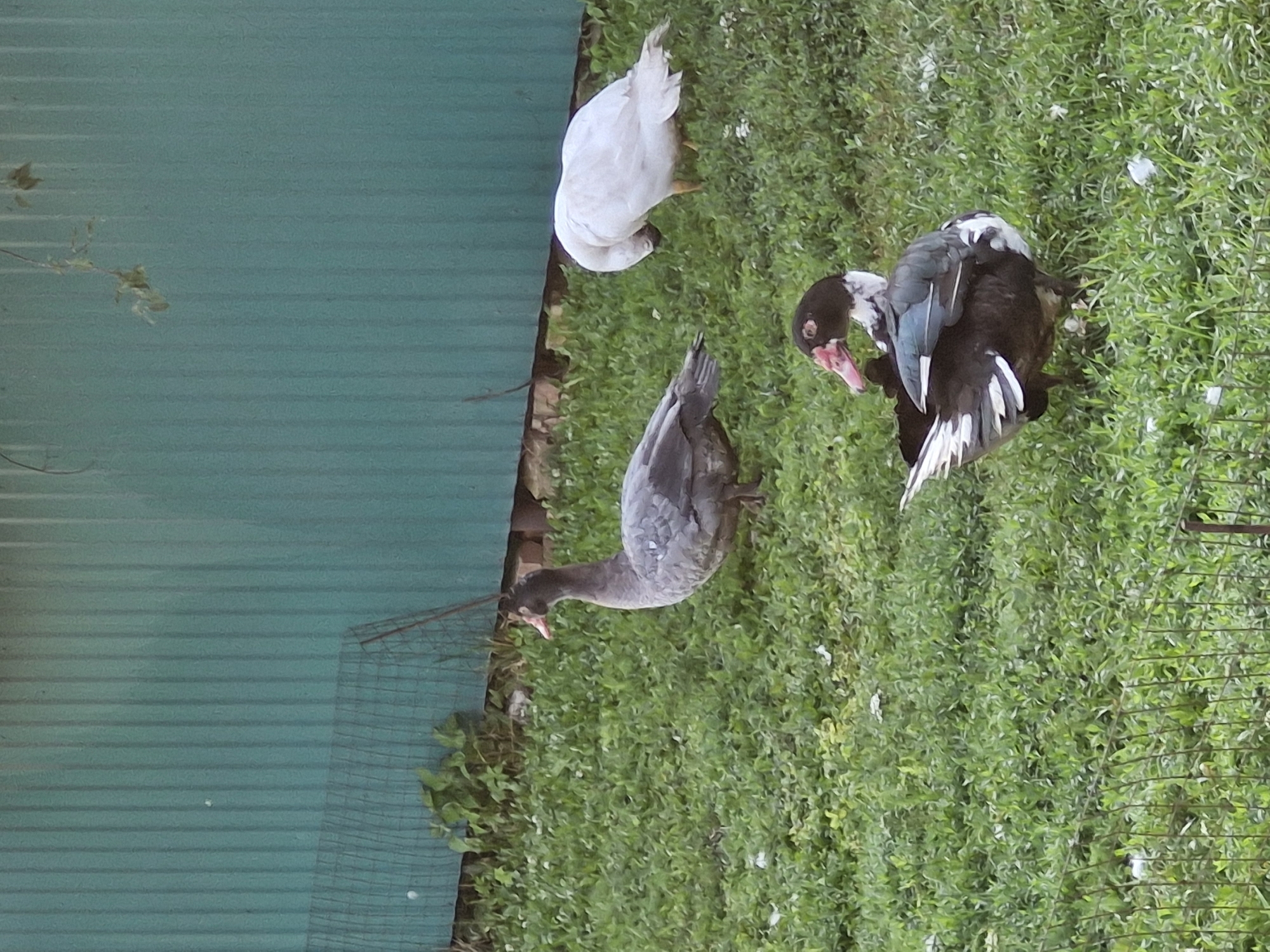 Three ducks are standing in a grassy area in front of a teal corrugated metal fence. The duck on the left is predominantly gray with some white speckling. The duck in the middle is mostly white and is facing away from the camera with its head tucked down. The duck on the right is dark brown and black with white markings on its wings and chest, and it is facing towards the left of the frame. The grass is green and appears somewhat unkempt, with some scattered white feathers. A section of wire fencing is visible in the lower left portion of the image. The overall environment suggests a rural or semi-rural setting. The location in Buzdyak, Russia is not visually evident from the image itself.