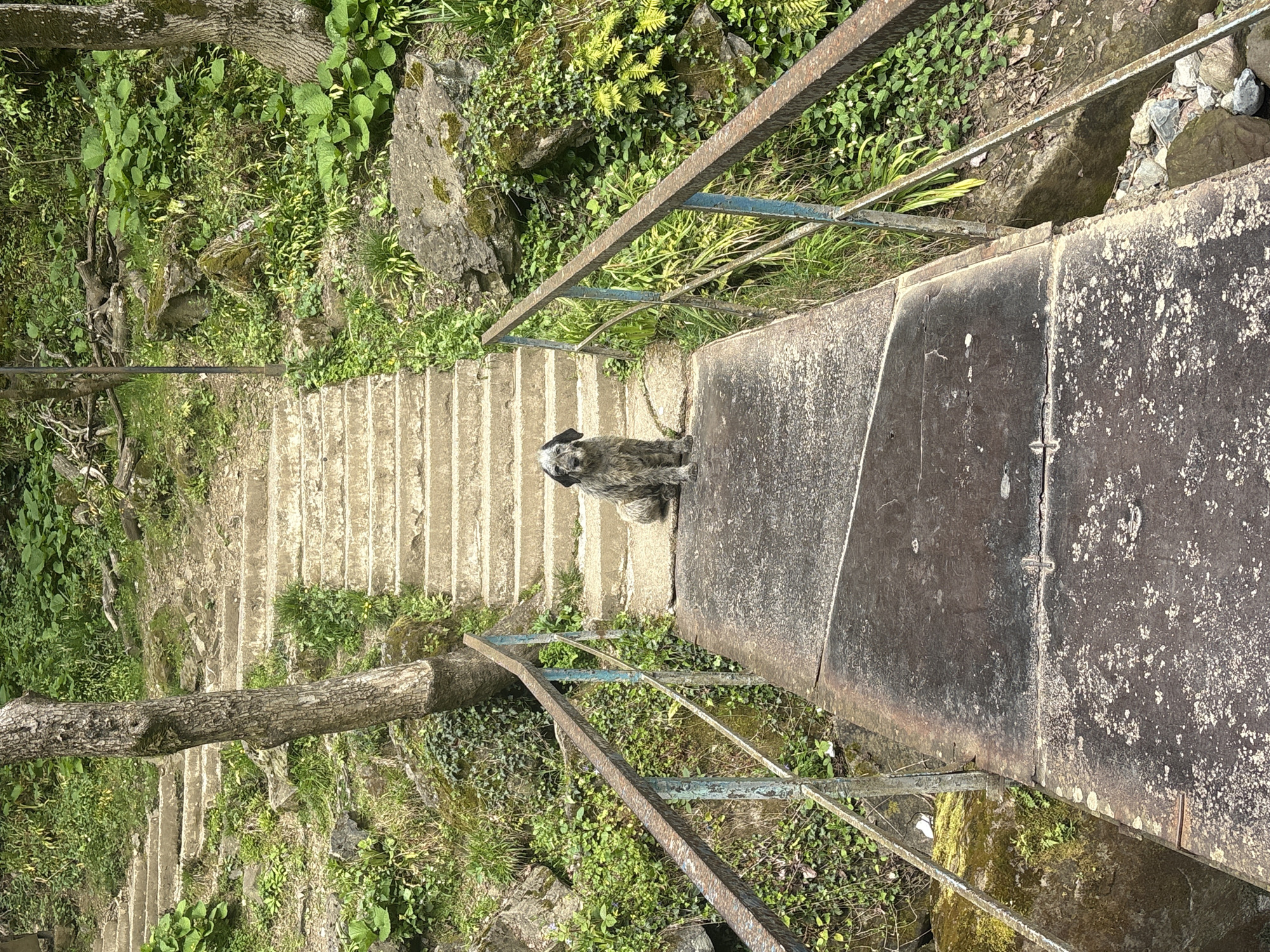 This vertically oriented image shows a shaggy dog sitting on a concrete landing at the top of a long, descending outdoor staircase. The dog, which appears to be a terrier mix with dark and light gray/white fur, is looking directly at the camera.
The scene is set in a lush, green, and wild environment, consistent with Kveda Makhuntseti, Georgia. The concrete stairs are worn and somewhat covered with debris and small plants. They are bordered on both sides by old metal handrails, which are rusty and show remnants of blue paint. The slopes alongside the stairs are densely vegetated with various plants, including ferns, ivy, and other greenery, and feature large rocks. A prominent tree trunk lies horizontally across the lower left section of the image, while another vertical tree trunk is visible further down the steps.
The concrete landing where the dog sits is dark and stained with white splotches, indicating age and exposure to the elements. The time of day appears to be bright daylight, with clear, natural illumination suggesting a sunny or bright overcast day. No human activity or other subjects are visible besides the dog. The dog seems calm and attentive. There is no visible text in the image.
