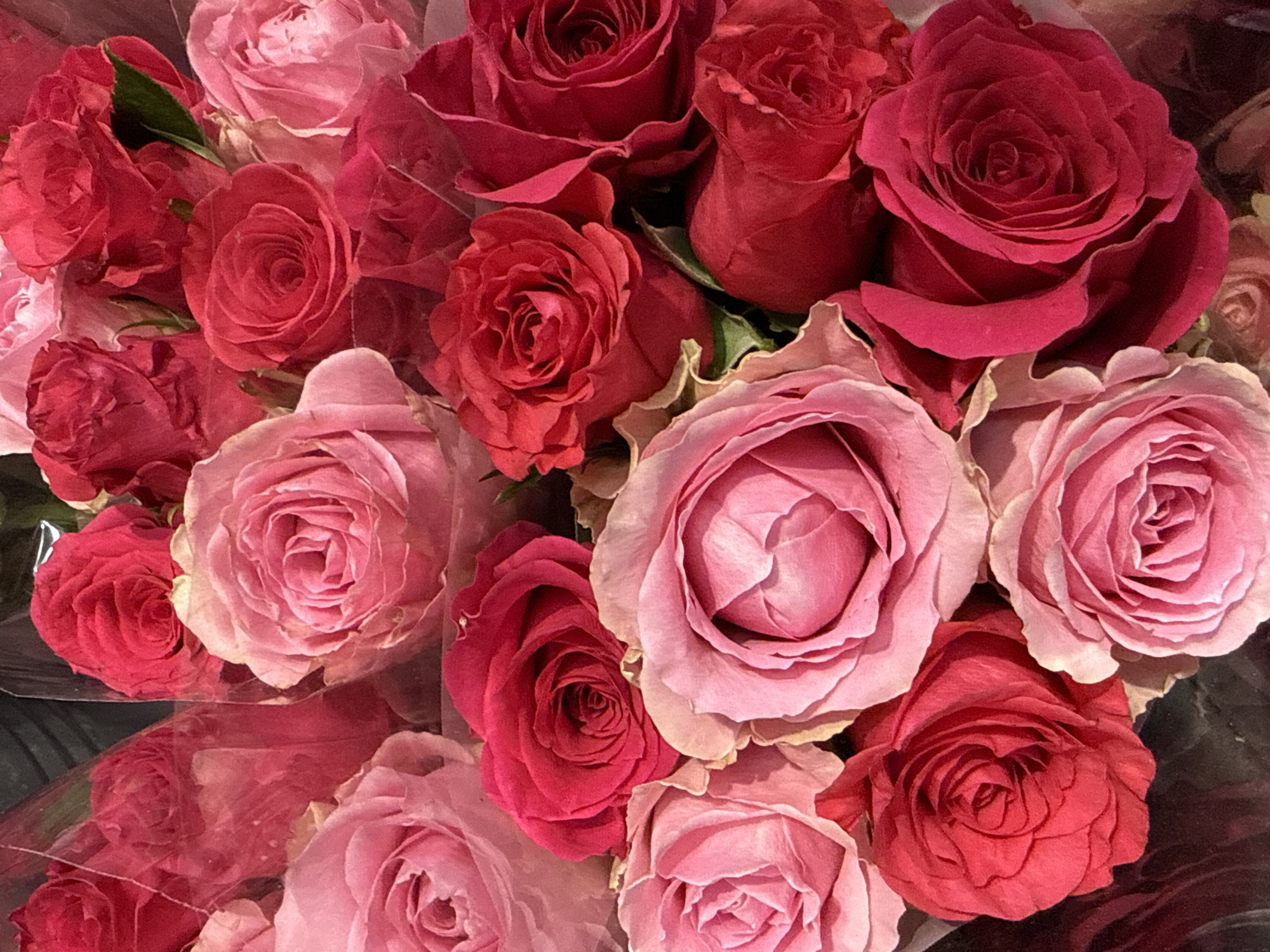 A close-up, overhead shot of a bouquet of roses of various shades of pink and red, tightly packed together. The roses are in full bloom with many layers of petals. Some roses are lighter pink, while others are a deep, vibrant red. The lighting highlights the texture and detail of the petals, creating a soft, romantic aesthetic. There are no people or any other objects visible in the frame, and the background is dark and out of focus. The scene is static and appears to be a still life arrangement. No specific location in Herzberg, Germany can be inferred from the image content.
