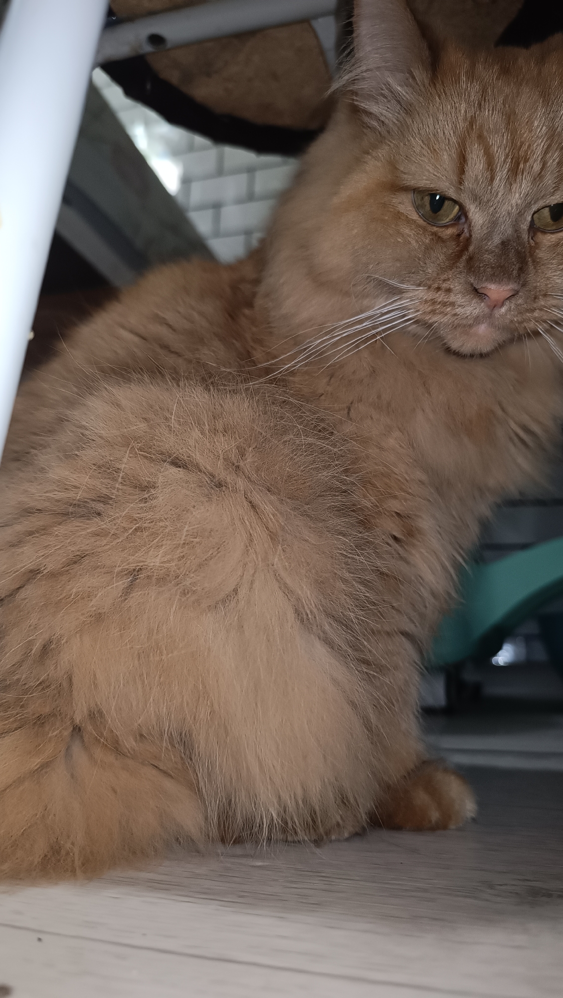 An orange cat is resting under a piece of furniture. The cat is facing right, with its head tilted slightly down. Its fur is long and fluffy, and its eyes are partially closed. The cat's paws are tucked under its body. The background is blurry, but appears to be an indoor setting with white tiled walls. There is also a glimpse of a green object in the background. This image was captured in Chaikovsky, Russia.