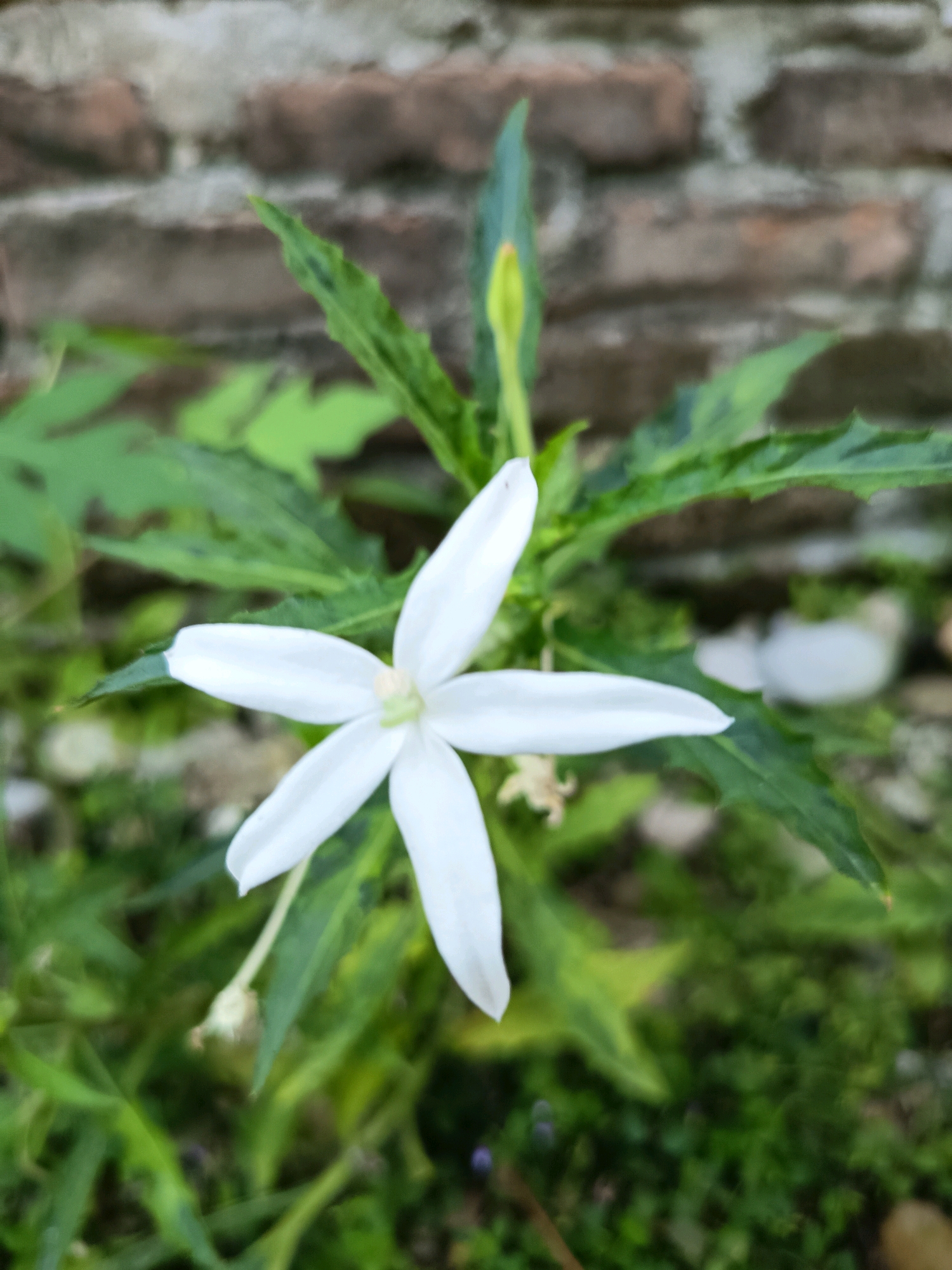 A close-up, eye-level shot features a single, white, five-petaled flower with a green center. The flower is in focus and positioned in the foreground. Behind the flower, the background is a blurred brick wall and green foliage. The lighting is natural, creating soft shadows and highlights on the flower petals. The image appears to have been taken outdoors in a garden or natural setting, possibly in Aluekumba, Indonesia, given the mention of the city.