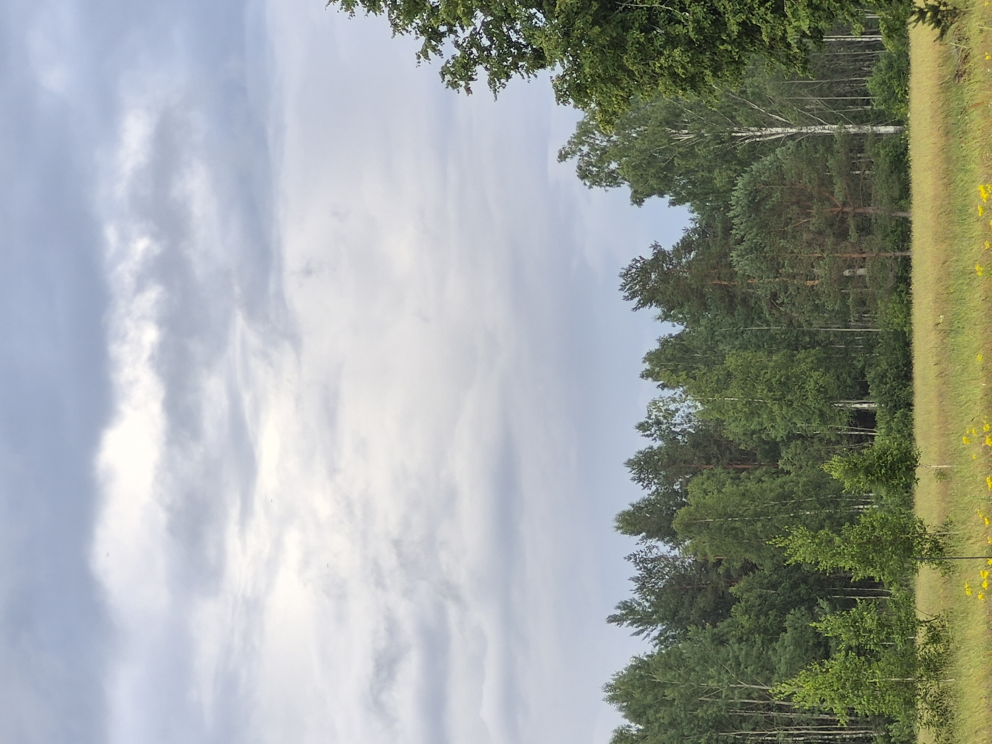The image depicts a serene, natural landscape with a dense forest bordering a field of tall grass and scattered yellow wildflowers. The sky above is overcast with dramatic, textured clouds. The forest features a variety of trees, including tall, slender birches with white bark and darker, more substantial evergreens. In the foreground, the field is illuminated by natural light, highlighting the golden hues of the dry grass and the vibrant yellow of the wildflowers. A few saplings are visible in the foreground, in front of the larger forest line. The overall impression is one of rural tranquility. The scene is located in Sooblase, Estonia. There are no people or animals visible in the image.