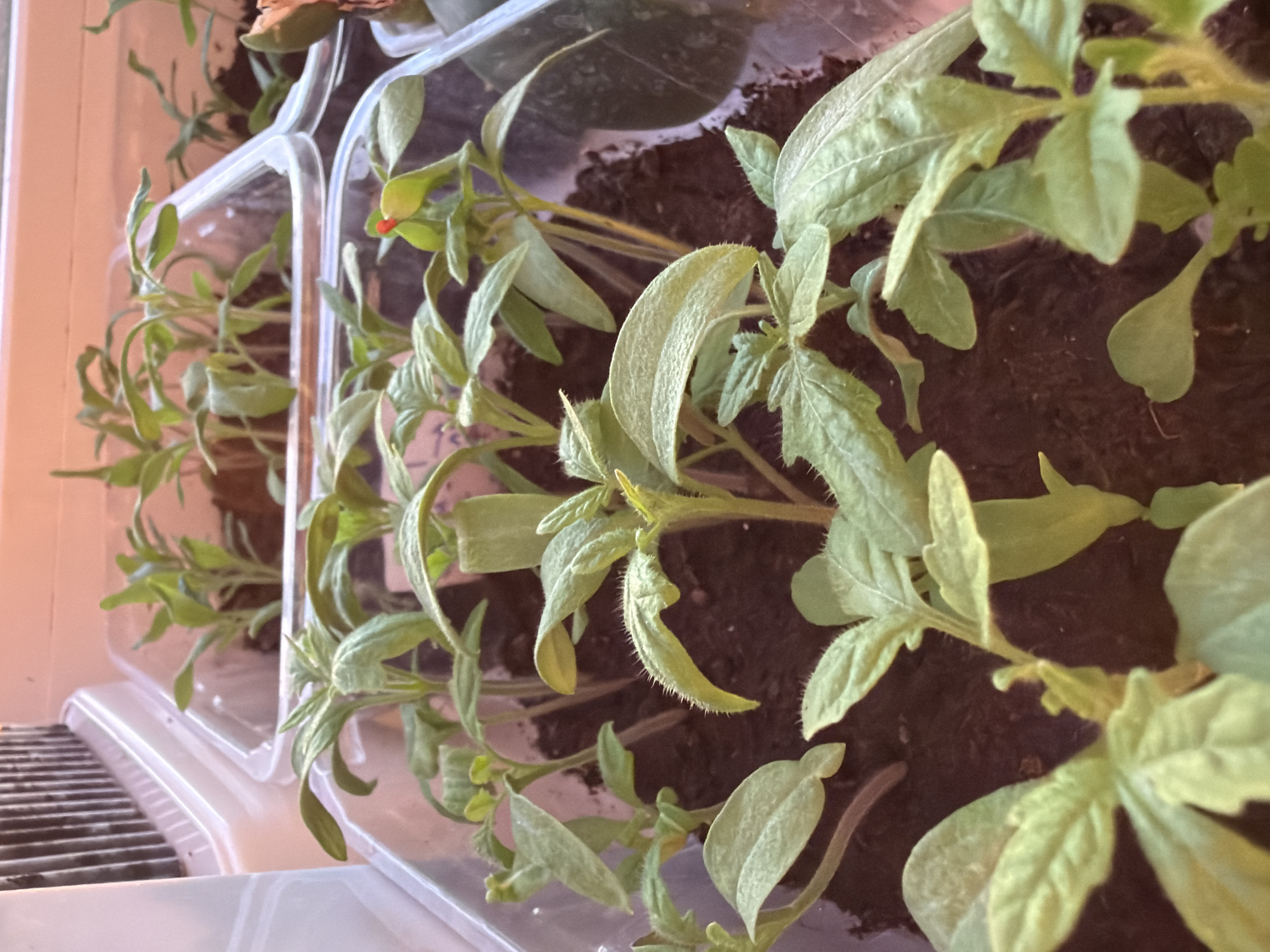 The image displays an indoor cultivation setup located in Izhevsk, Russia, featuring numerous green plant seedlings in various stages of early growth. These seedlings are contained within at least three clear, rectangular plastic containers filled with dark brown soil. The plants exhibit distinct green leaves and slightly fuzzy stems, indicative of young plants, possibly tomatoes or similar species. One seedling in the foreground contains a small, bright red object attached to a leaf or stem. The scene is illuminated by a warm-toned light source, suggesting artificial grow lighting. A white, ridged object is partially visible in the upper-left background, adjacent to a light-colored wall or surface. No individuals are present in the image.