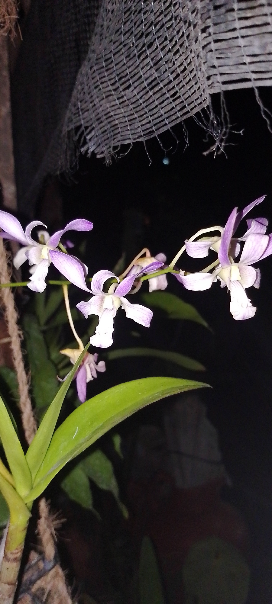 In Pekutatan, Indonesia, a close-up, vertical shot showcases a cluster of delicate purple and white orchids in bloom. The flowers, with their characteristic intricate petals, are the primary subject, appearing to be suspended against a dark, out-of-focus background. Some of the orchids display streaks of deeper purple on their white petals, adding a subtle contrast.
To the left, the thick, green stem and a broad leaf of the orchid plant are visible, grounding the arrangement. A coarse, brown rope is tied around the stem, suggesting the plant might be mounted or supported. Above the orchids, a tattered, light-colored mesh fabric hangs, its texture appearing rough and somewhat frayed. The overall lighting is dim, with some of the orchids receiving soft illumination that highlights their delicate features. The background is predominantly black, with hints of muted green and brown suggesting foliage and possibly other organic materials further in the distance. The scene has a natural, somewhat rustic aesthetic, possibly captured in a garden or a greenhouse setting at night or in low light conditions.