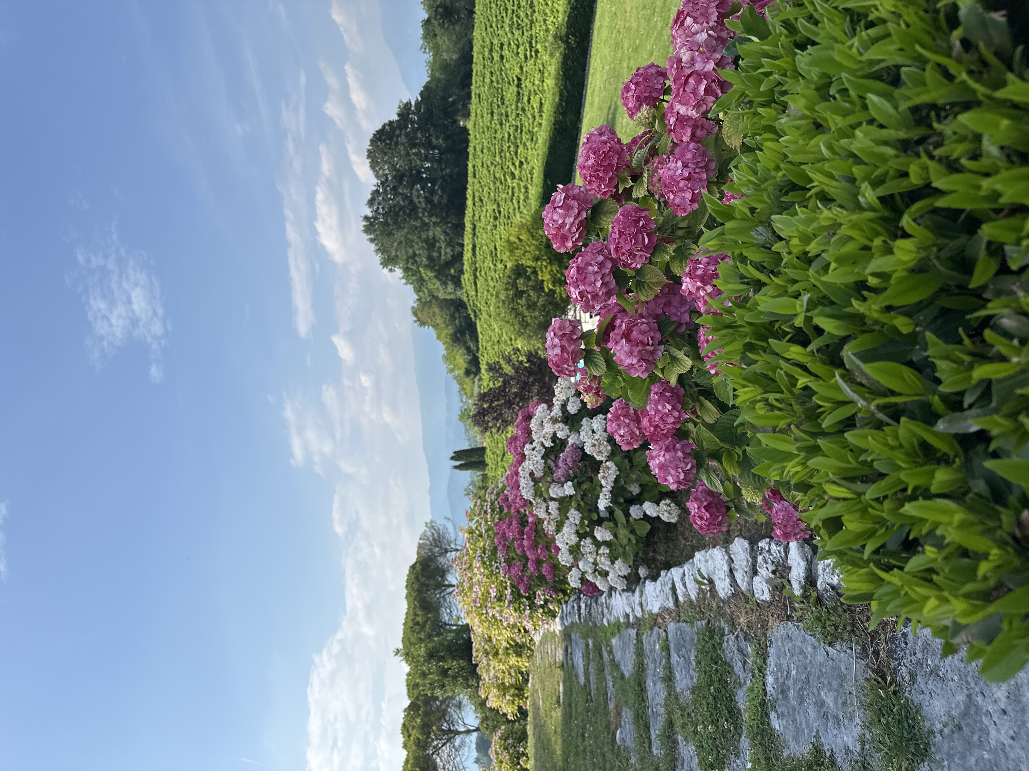 The image depicts a picturesque garden scene with a stone pathway winding through lush greenery. In the foreground, vibrant pink hydrangeas bloom profusely, their large flower clusters creating a striking visual contrast against the neatly trimmed green hedge. Beyond the flowers, a meticulously maintained lawn stretches towards a terraced vineyard, its rows of grapevines a testament to the region's viticultural heritage. In the distance, rolling hills and a hazy body of water suggest a serene, pastoral landscape. The sky is a clear blue, dotted with wispy white clouds, indicating pleasant weather, likely a warm, sunny day. The time of day appears to be late afternoon, judging by the soft quality of the light. The overall impression is one of tranquility and natural beauty, evoking a sense of peace and relaxation. The location is Conegliano, Italy, a region renowned for its vineyards and scenic landscapes. There are no people or objects explicitly mentioned or visible that would indicate a specific activity or event. The focus is on the natural environment and the cultivated garden.