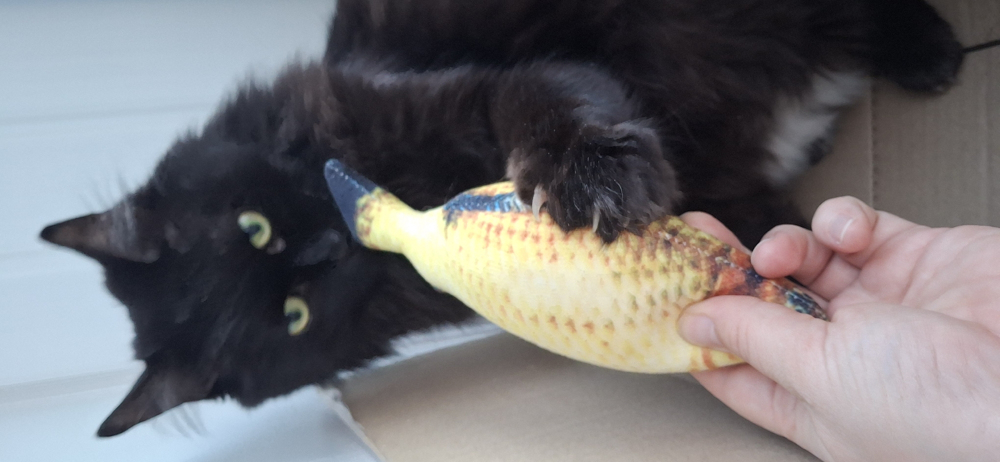 A black cat lies on its back in what appears to be a cardboard box. The cat's dark fur contrasts with the yellow fish-shaped toy being held in a human hand. The cat's paw is on the fish. The location appears to be indoors, possibly a residence. There's no explicit information to determine the location as Chaikovsky, Russia.