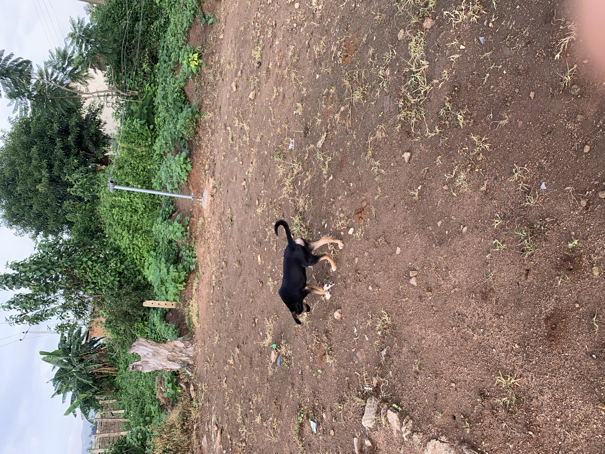In Kuru Karama, Nigeria, a black and tan puppy stands on a dirt ground with sparse dry grass and small rocks. The puppy is looking down at its paws. The background shows a dense green foliage of trees and plants. A wooden post with three holes is visible to the left of a weathered tree stump, and a silver pole with a fixture at the top stands further in the background, likely a light post. The sky is overcast, suggesting a cloudy day.