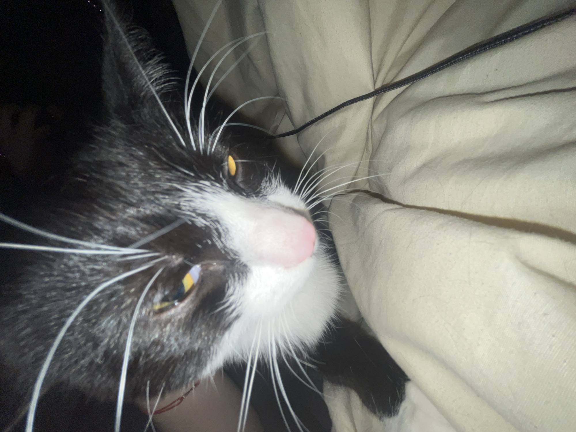 A close-up, high-angle shot captures the head and upper body of a black and white tuxedo cat. The cat's face is prominent, featuring black fur on its head and ears, contrasted by a white snout, chin, and chest patch. A light pink nose stands out in the center of its face. The cat has bright yellow eyes with distinct vertical pupils, gazing towards the right side of the frame with an alert and curious expression. Long, white whiskers extend prominently from its muzzle.
The background on the left is dark, suggesting a dimly lit indoor environment, possibly at night. On the right, a soft, light-beige fabric, likely a blanket or bedding, is visible with gentle folds. A thin black cord or cable runs diagonally across this fabric in the upper right quadrant. A faint red object, possibly a collar or tag, is barely visible near the cat's neck on the lower left side of its face. The cat appears calm and attentive. No visible text is present.