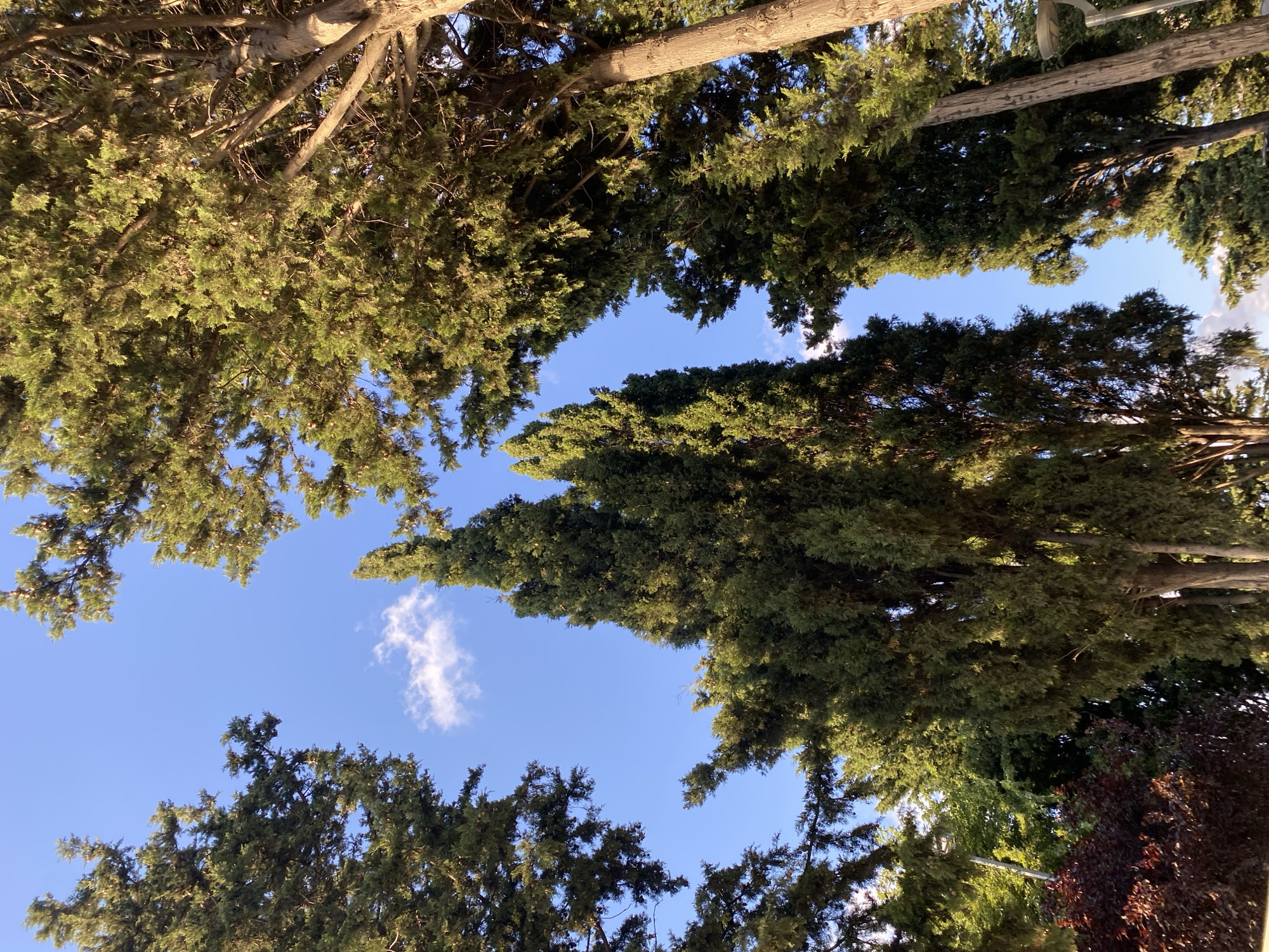 A low-angle shot captures the sky peeking through tall, lush cypress trees, with a hint of the urban environment below. The deep blue sky is dotted with a few wispy white clouds. The sunlit green foliage of the cypress trees creates a dappled effect, with some branches reaching towards the camera. In the lower left corner, a dense bush with dark red leaves adds a contrasting texture and color to the scene. The presence of a modern street lamp on the right side of the frame suggests an urban park or a tree-lined street in the Küçükçekmece district of Istanbul, Turkey.