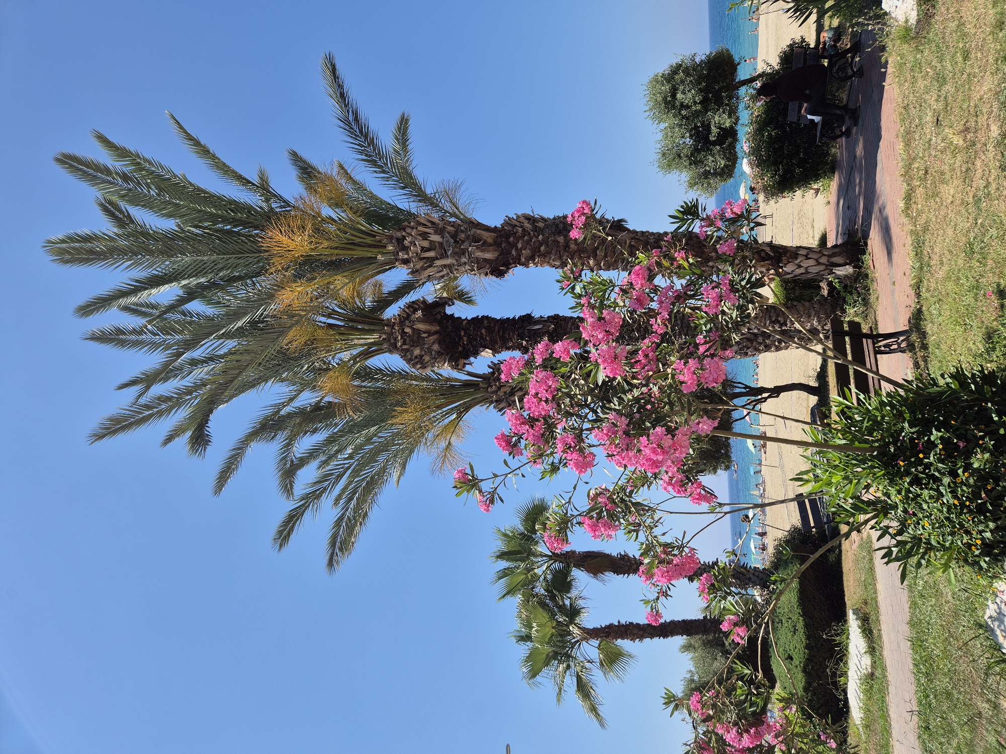 The image captures a sunlit coastal scene in Alanya, Turkey. In the immediate foreground, a reddish-brick paved pathway is visible, bordered by green grass and low-lying foliage. A large bush featuring abundant clusters of vibrant pink Oleander flowers stands centrally. Behind this, segments of two dark wooden park benches are situated on the pathway. To the right, a solitary figure dressed in dark attire is seated on a third dark bench, facing the beach and sea.
The midground is characterized by several palm trees. Three tall date palm-like trees with rough, dark trunks and green fronds, some bearing yellowish fruit clusters, are prominent on the right and center. Further left, two shorter, fan-palms are also present. A bushy green tree with dense foliage stands to the right.
Beyond this landscaped area lies a wide, sandy beach. Numerous light-colored beach umbrellas and sun loungers are sparsely distributed across the sand, with multiple indistinct human figures visible engaged in leisure activities. The background consists of a clear, calm turquoise sea, upon which a few small boats or watercraft are present. The sea meets a vast, unobstructed, bright blue sky at the horizon line.
