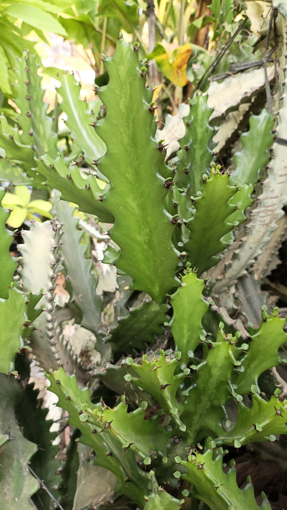 A close-up, vertical, eye-level shot showcases a dense cluster of green Euphorbia trigona cactus plants. The plants have thick, segmented, wavy stems with sharp brown thorns. The background is blurred, showing hints of green and yellow foliage and possibly some dried leaves, suggesting an outdoor environment. The lighting is natural, highlighting the waxy texture of the cactus. This scene is located in Cikal, Indonesia.