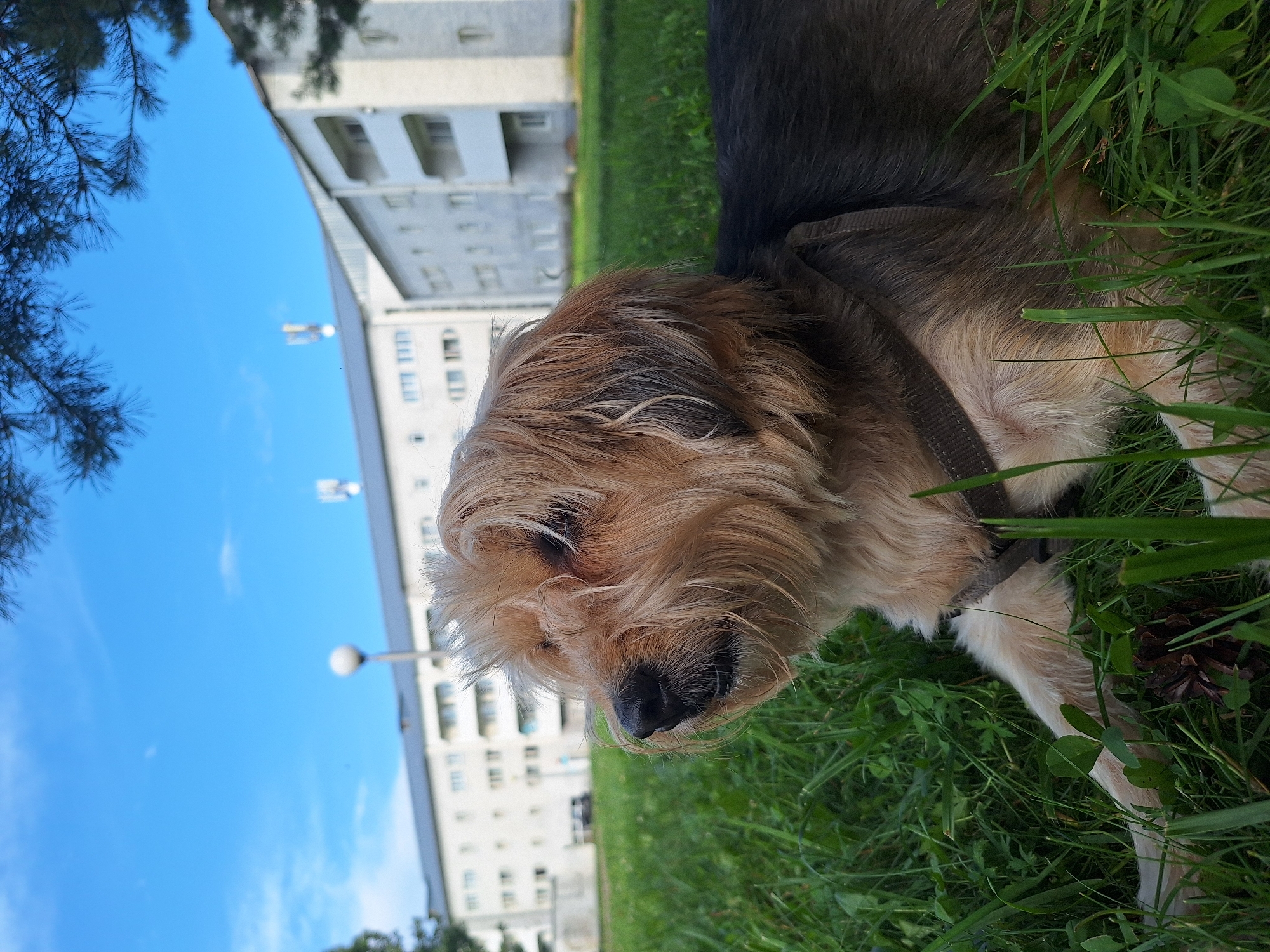 A tan and black mixed-breed dog with shaggy fur is lying in green grass with a pinecone in the foreground. The dog is facing left with its head tilted slightly upwards. In the background, a long, white, multi-story apartment building with balconies is visible under a bright blue sky with scattered clouds. Pine tree branches are visible in the upper portion of the image. The scene appears to be in a residential area of Atamanovka, Russia.
