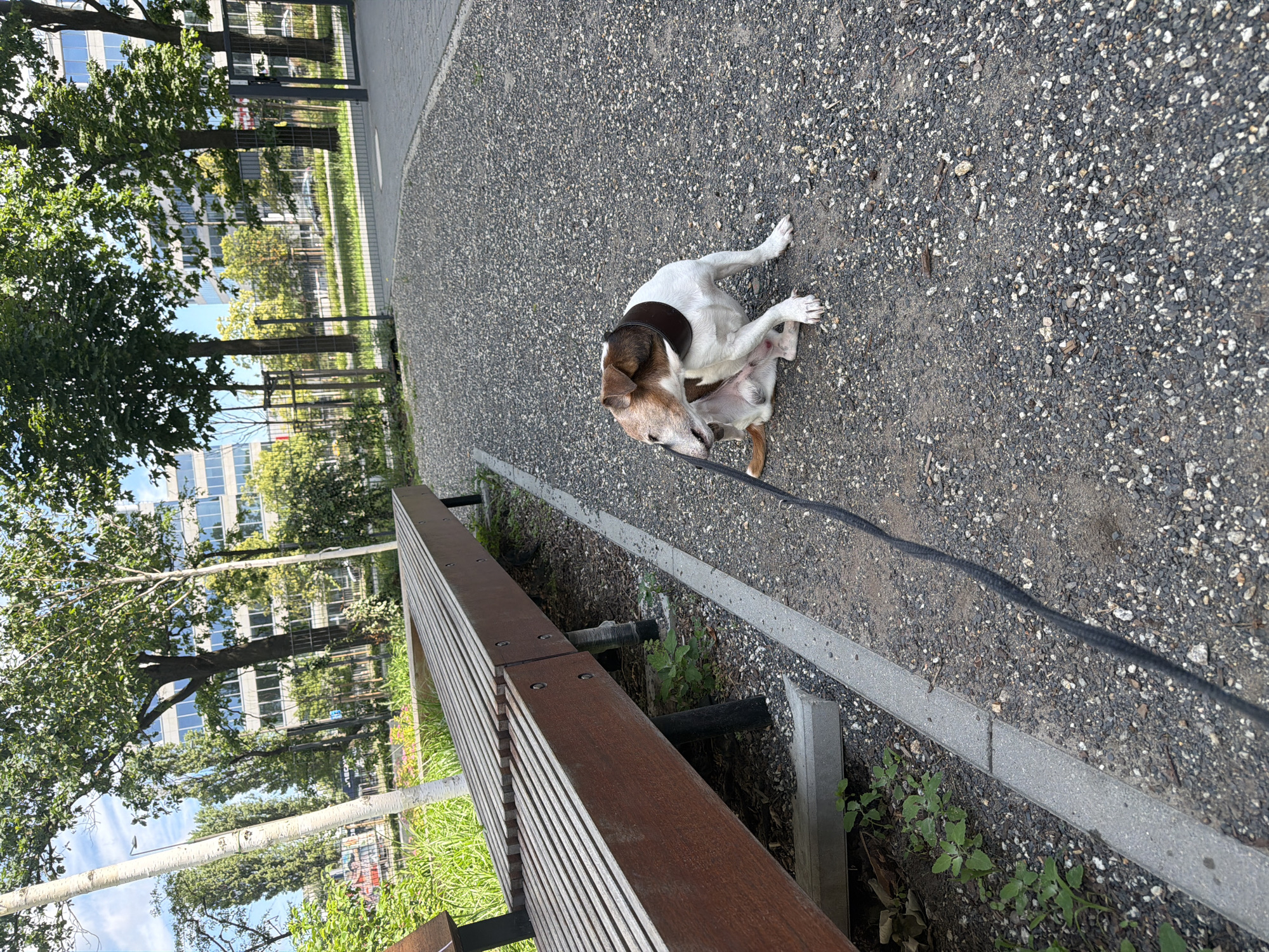 The image shows two dogs, likely of the Jack Russell Terrier breed, playing on a gravel path next to a wooden bench. One dog, predominantly white with brown markings on its head and back, is positioned on its back, with its legs in the air, appearing to be playful. The other dog, with similar coloring, is partially obscured, licking or nudging the first dog. A black leash is visible connecting to the first dog.
The setting appears to be an outdoor public space, possibly a park or a recreational area. In the background, there are trees with lush green leaves and modern buildings with glass windows. The sun is shining, casting shadows, suggesting it is daytime. The weather appears to be pleasant. The ground is covered with dark gray gravel, interspersed with smaller stones and some fallen twigs. The wooden bench is made of slats and looks sturdy. The overall mood seems lighthearted and relaxed, given the dogs' playful interaction. There is no visible text in the image.