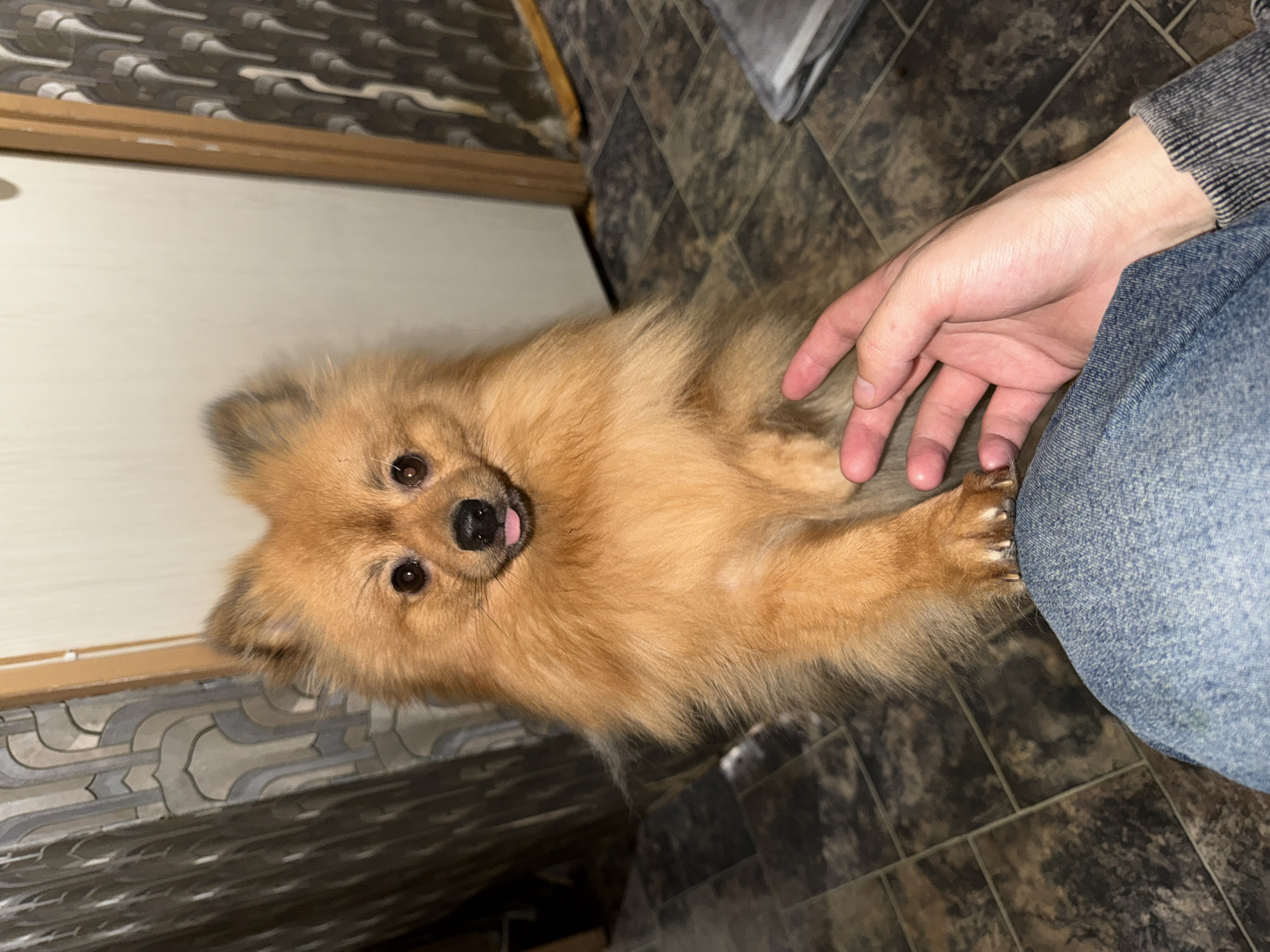 A small, fluffy, brown Pomeranian dog is positioned in front of a white door with grey patterned trim and a brown floor. The dog is looking directly at the camera and its tongue is slightly visible. A person's hand and leg covered in light blue denim fabric are next to the dog. The floor is tiled with dark brown and grey tiles. The location is likely indoors. There is no verifiable information on the image to confirm the city as Khimki, Russia.