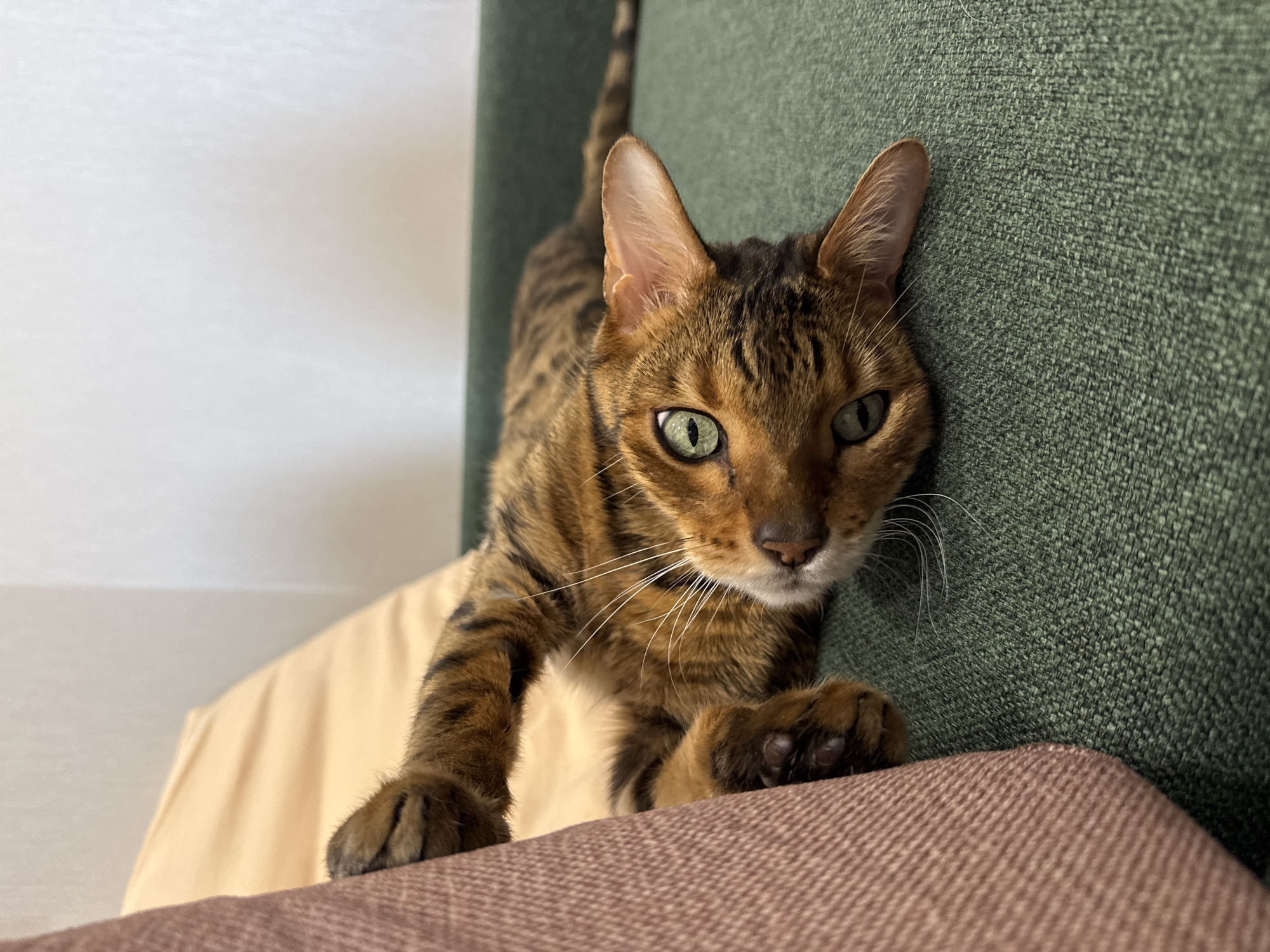 A Bengal cat is lying on its side on a green textured couch, with its head tilted upwards and its eyes open. The cat's body is predominantly orange with dark stripes. Its front right paw is resting on a pinkish-brown textured cushion to the left of the frame. A pale peach colored pillow is visible behind the cat. The background wall is white and out of focus. The scene is indoors.