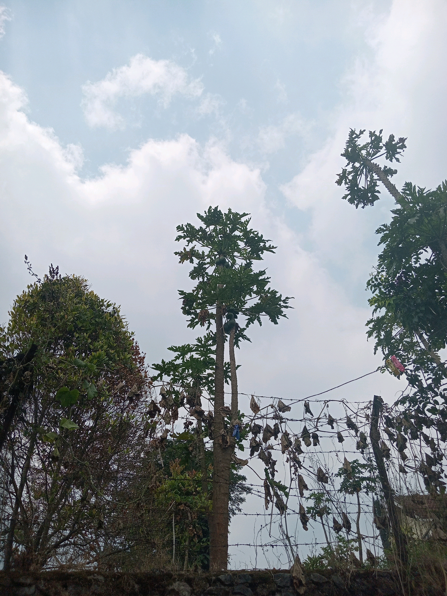 The image depicts a cluster of trees against a cloudy sky. In the foreground, a barbed wire fence with dry leaves hanging from it runs horizontally. To the left, a dense, leafy tree with a brown trunk is visible. In the center, a tall, slender tree, likely a papaya tree due to its fruit-bearing appearance, stands prominently. To the right, another papaya tree, also with fruit, is partially obscured. The overall setting appears to be rural or semi-rural, with vegetation and an overcast sky. The image was taken in Claket, Indonesia. There are no people or animals visible in the scene.