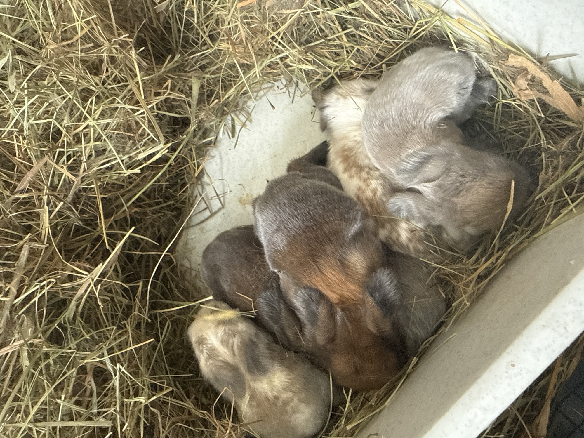 A group of five newborn rabbits are nestled together in a hay-lined enclosure. The rabbits are covered in soft fur, with varied coloration including light brown, dark brown, and gray. Some have darker markings on their faces and bodies. The enclosure appears to be made of a white material, possibly plastic, and is filled with dry hay. The lighting suggests an indoor setting. The location in Lutsk, Ukraine, is not ascertainable from the image.