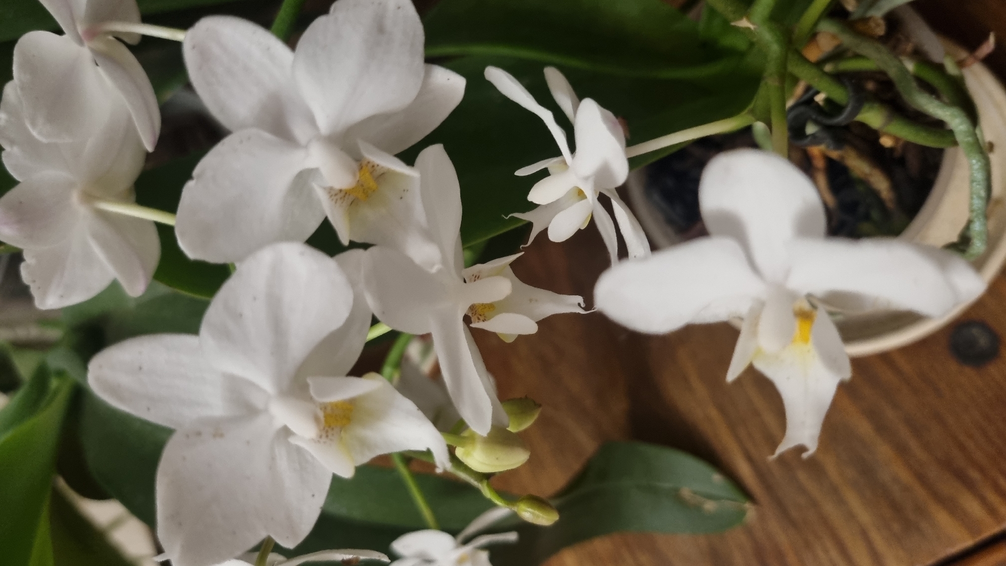 A close-up, eye-level shot showcases a cluster of white phalaenopsis orchids, their delicate petals speckled with tiny brown markings. Several blooms are in full flower, while others are still buds. The orchids are set against a dark green leafy backdrop and rest on a wooden surface. The scene is likely indoors, as suggested by the lighting and the pot the orchids are planted in. The image contains no discernible elements that would place it within the city of Smila, Ukraine.