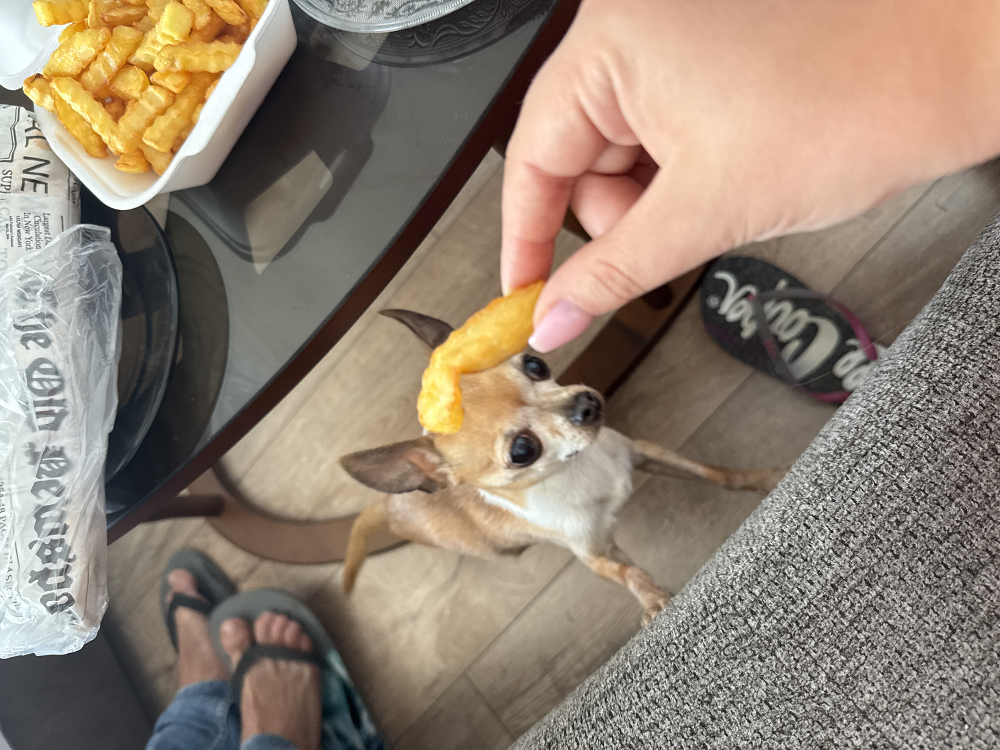 The image captures an indoor scene, likely in a casual home setting in Sofia, Bulgaria, with a focus on an interaction between a person and a small dog.
In the foreground, a person's light-skinned hand, with neatly manicured fingernails, extends a single French fry towards a small, tan and white Chihuahua-like dog. The dog stands on its hind legs, with its front paws resting on a textured grey sofa or armrest, looking up eagerly at the fry. Its dark eyes are wide and focused on the treat.
To the left, a white styrofoam container overflows with golden-brown French fries, resting on a dark, reflective glass table. Next to the fries, a crumpled plastic bag, possibly containing food or used as wrapping, features partially visible text including "SUP," "AL NE," "15494," "M WEIDEN," and other newspaper-like print.
Below the table on the left, a pair of human feet in grey flip-flops are visible, suggesting a relaxed posture. On the right, another black flip-flop with white text "New York" is seen near the grey sofa, partially obscured by the person's hand and the sofa. The flooring beneath is light-colored, possibly laminate or tile. The overall impression is one of a casual, domestic moment, with the dog excitedly anticipating a shared snack.