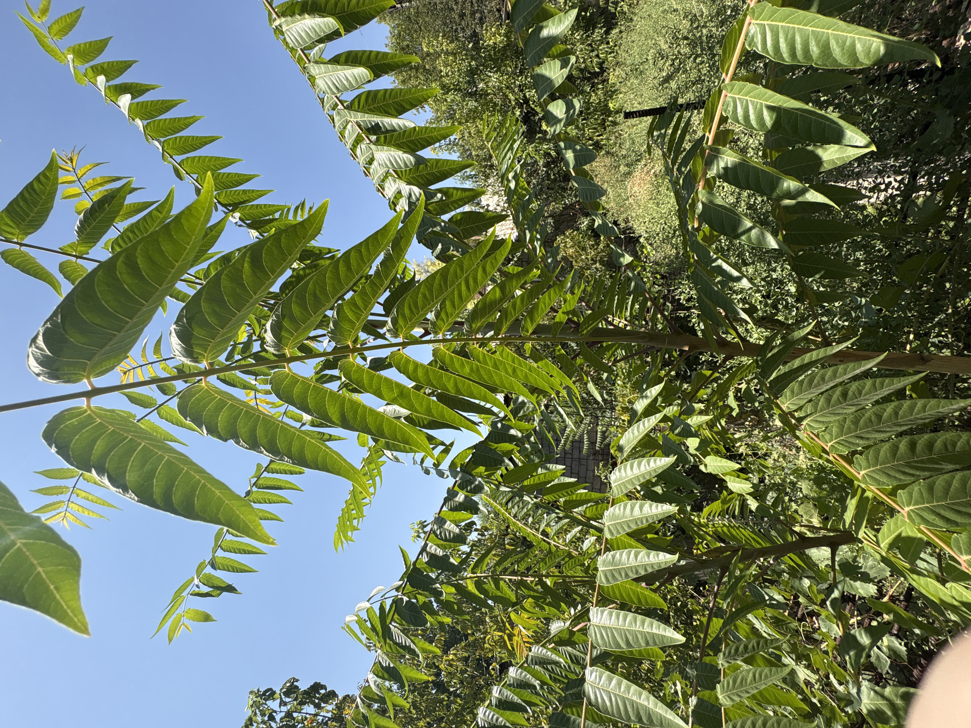 The image displays a close-up view of a tree with compound leaves against a clear blue sky. The leaves are large, elongated, and serrated, with prominent veins. Several branches of the tree are visible, with leaves branching out from the central stem. In the background, there is lush green foliage from other trees and bushes, and a glimpse of a brick structure, possibly a building wall, and a metal fence post. The lighting suggests it is daytime, with sunlight illuminating the leaves from behind and the side, creating shadows. The setting appears to be outdoors in a vegetated area, consistent with a park or garden within the city of Shymkent, Kazakhstan. There are no people or animals visible in the image.