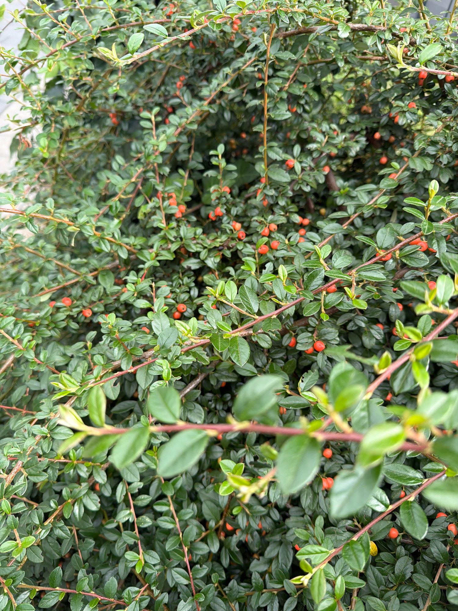 The image shows a close-up of a dense shrub with small, oval, green leaves and clusters of small, round, reddish-orange berries. The branches are thin and reddish-brown. The lighting is overcast, suggesting an outdoor setting. The focus is on the foliage and berries, with some branches and leaves appearing slightly blurred due to shallow depth of field. There are no people or animals visible. The scene is consistent with a plant found in a park or garden.
This image was taken in Wrocław, Poland, specifically in the area of Plac Solny (Salt Square). The shrub is likely part of the landscaping around the historic buildings or a planter box on the square.