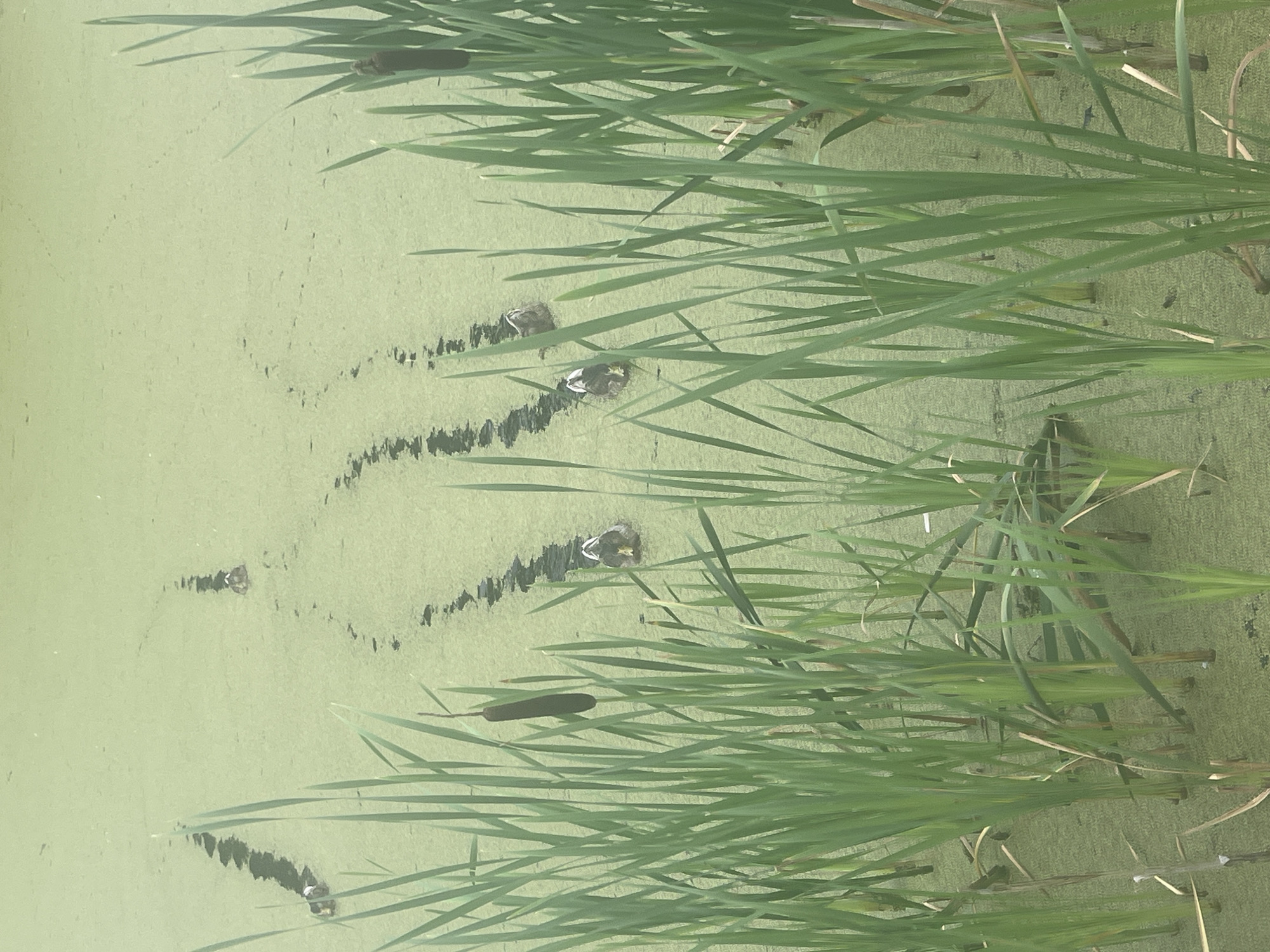 This image depicts a body of water covered in green algae, with several ducks swimming in a line. Tall green reeds and cattails are in the foreground. The scene is likely a pond or shallow lake in Peterhof, Russia, given the context. The ducks appear to be foraging or migrating. The water's surface is disturbed by their movements, creating ripples and trails in the algae. The overall impression is one of natural tranquility.