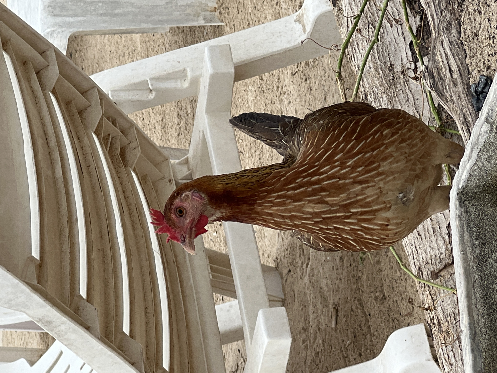 A reddish-brown chicken stands near the slats of a white plastic chair, next to a weathered wooden surface. The setting appears to be outdoors, on sandy ground.