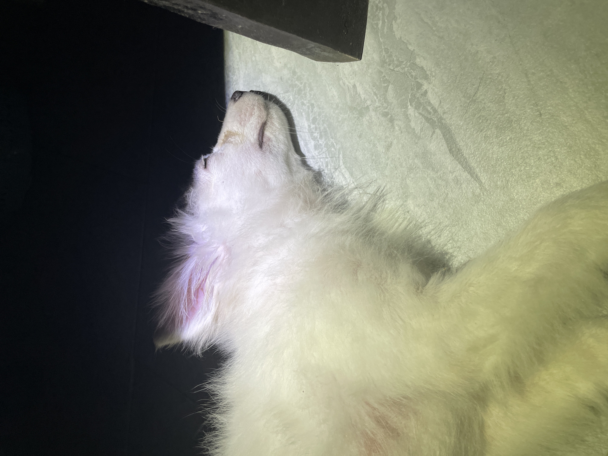 The image shows a close-up, overhead view of a white dog, likely a puppy, sleeping on a light green, textured surface. The dog is positioned on its right side, with its head facing left. Its eyes are closed, and its mouth is slightly open, revealing a glimpse of its tongue. The dog's fur is fluffy and appears soft. Its ears are pointed upwards and have a pinkish hue on the inside. A dark, rectangular object is visible in the upper right portion of the frame, casting a shadow on the surface. The background is predominantly dark. The scene appears to be indoors, as indicated by the artificial lighting. There is no discernible location within Iyafin, Nigeria, that can be identified from the visual information provided in the image.