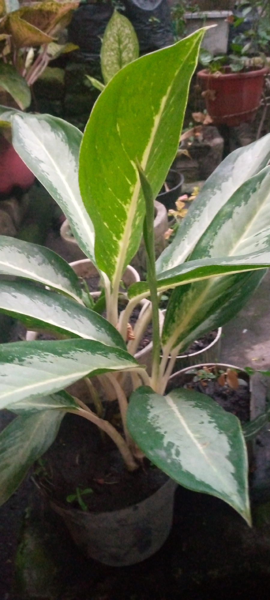 A medium shot captures a potted Aglaonema plant, also known as Chinese Evergreen, outdoors. The plant exhibits large, lance-shaped leaves with striking variegation of deep green and creamy white streaks. The central stem and leaf veins are a lighter green, and the stems are a pale yellowish-green. The plant is situated in a dark gray plastic pot, which appears to be placed on the ground amidst other foliage and pots, suggesting a garden or nursery setting. In the background, out-of-focus elements include what appears to be other plants, terracotta pots, and possibly rocks or debris, indicating an outdoor environment likely in a residential or commercial garden space in Sumberwono, Indonesia. The lighting suggests it is daytime, with soft, diffused light.