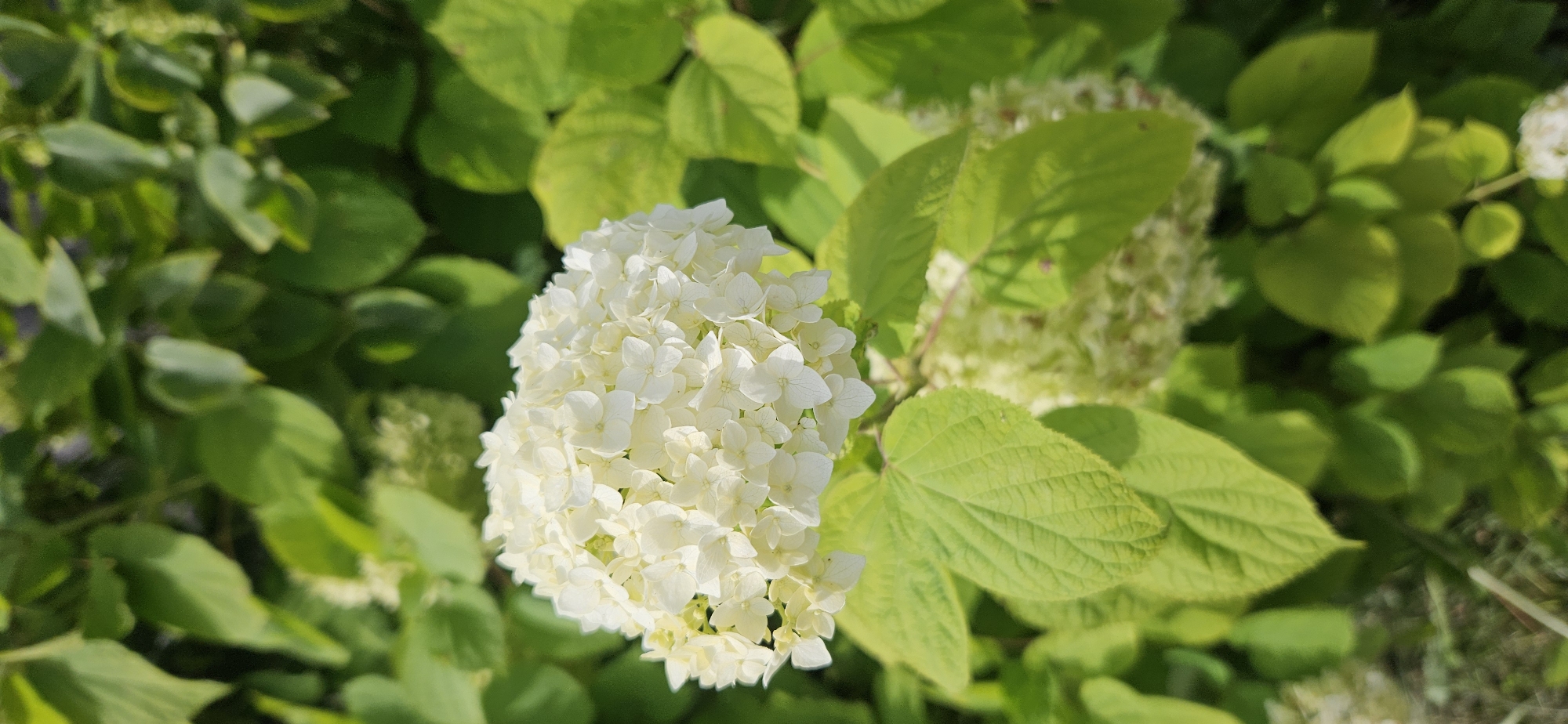 A close-up, high-angle shot features a large, spherical white hydrangea bloom in the foreground, its petals delicate and textured. The bloom is surrounded by lush, green foliage. To the lower left of the main bloom, another cluster of white flowers is visible but out of focus. The leaves of the plant are large, ovate, and exhibit prominent veining. The overall lighting suggests a bright, sunny day, casting subtle shadows on the leaves. The background is a blur of green leaves, indicating a garden or natural setting. The image was captured in Мазалаўскі сельскі Савет, Belarus.