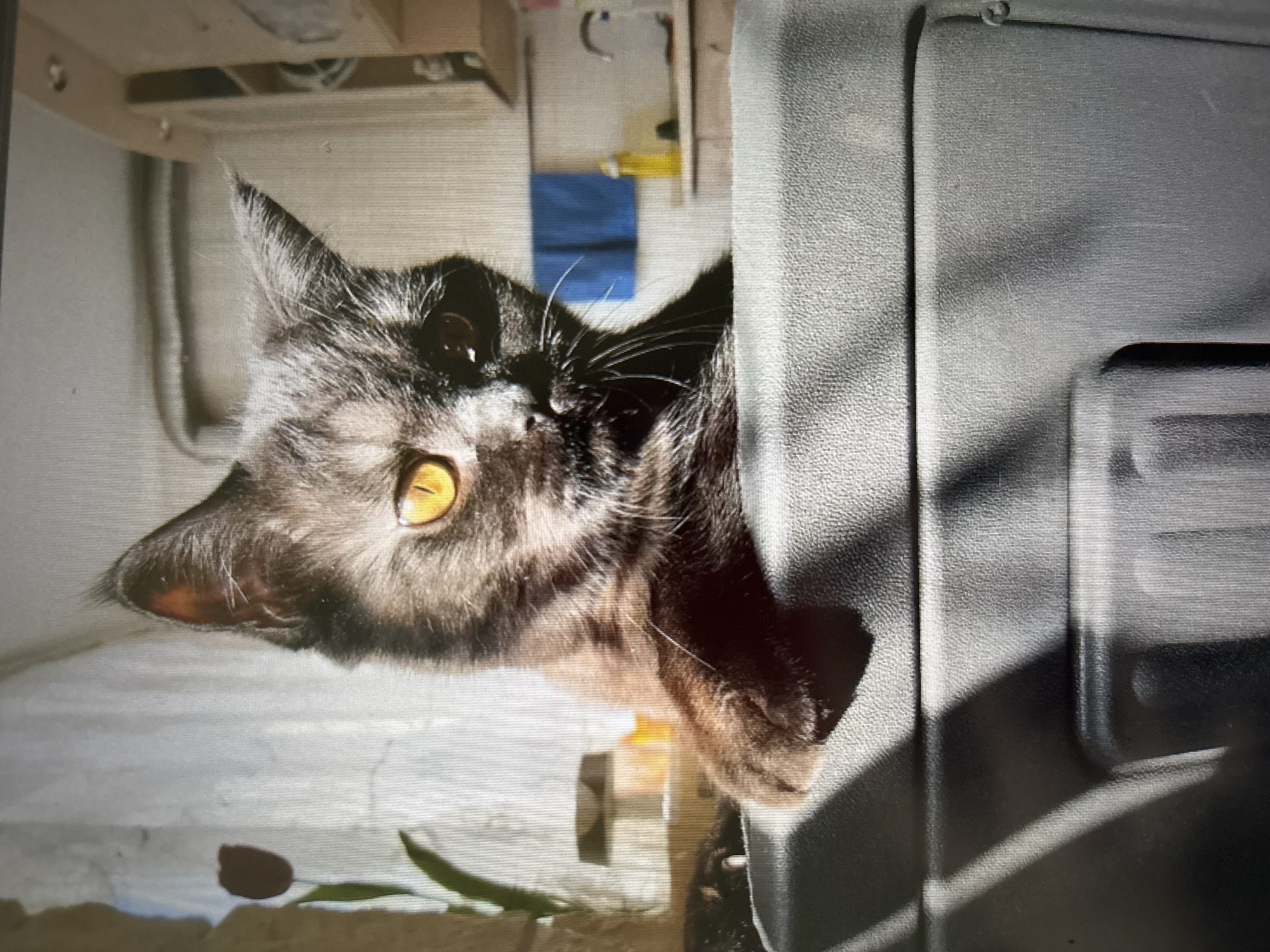 A close-up, eye-level shot shows a young, dark gray tabby cat with bright amber eyes sitting on a textured gray surface, possibly a piece of furniture or an appliance. The cat is looking directly at the camera with a slightly tilted head. Its front paws are resting on the edge of the surface, with its right paw slightly extended. Sunlight casts strong shadows across the foreground surface. In the blurred background, a window with sheer curtains is visible, allowing light to stream in. To the left of the window, a dark red tulip is silhouetted against the light, suggesting it's a real flower or a decoration. Further back, shelves and a countertop are dimly visible, with blue towels and yellow bottles on a kitchen counter. The overall impression is of a domestic indoor scene. The image does not contain enough information to determine its location in Novosibirsk, Russia.