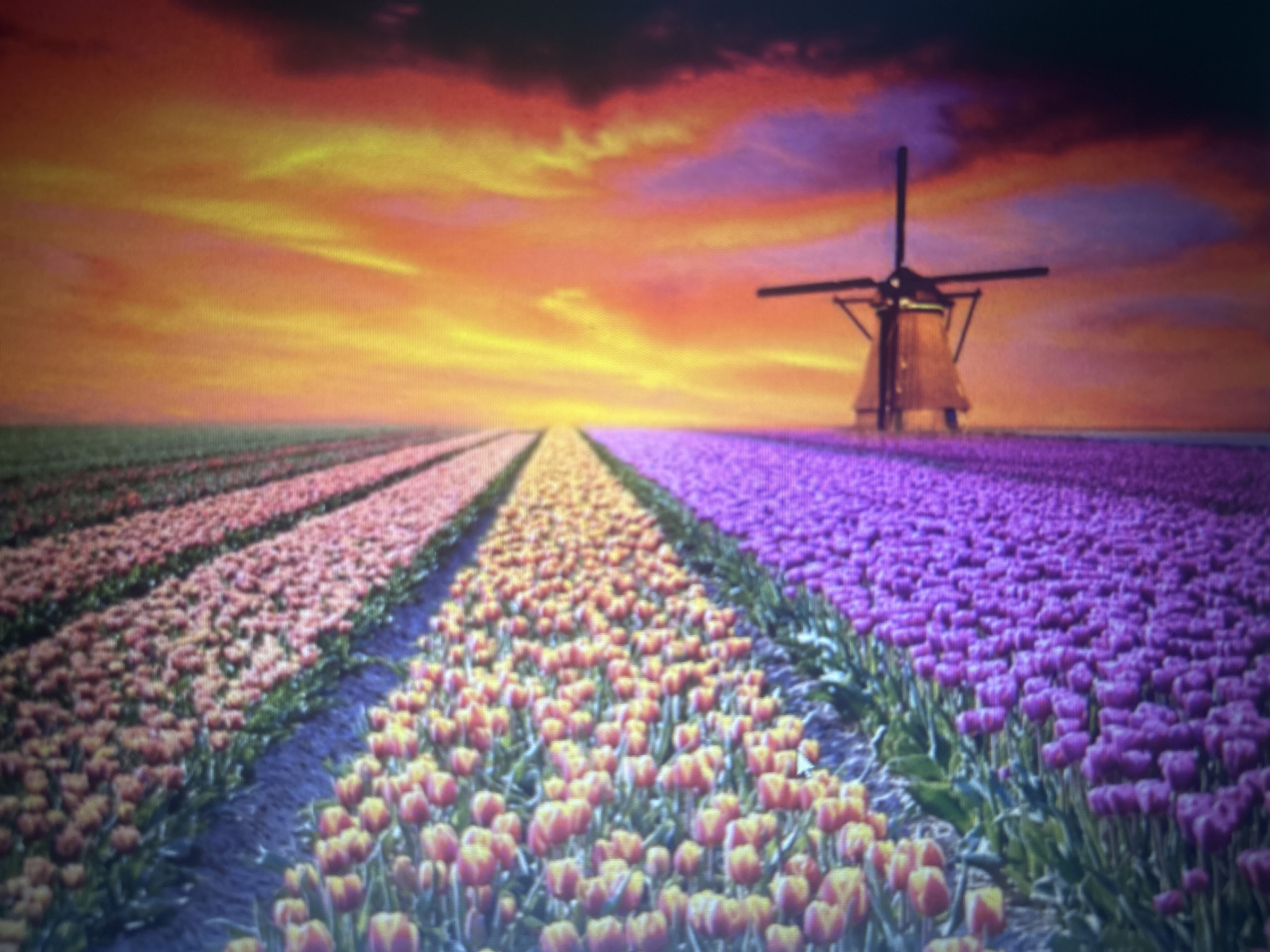 The image depicts a picturesque landscape featuring rows of blooming tulips under a dramatic, colorful sunset sky. In the foreground, vast fields of tulips are organized in distinct sections, showcasing different varieties and colors. Closest to the viewer, there are rows of yellow and red tulips. Further back, the rows transition to pink tulips, and then to a large expanse of purple tulips. In the middle ground, a traditional Dutch windmill stands prominently, its sails silhouetted against the vibrant sky. The sky itself is a spectacle of fiery oranges, yellows, and purples, suggesting either sunrise or sunset. The overall impression is one of natural beauty and tranquil scenery. There are no people or animals visible in the image. The scene appears to be an outdoor agricultural setting, likely a tulip farm. The location is not Sofia, Bulgaria.