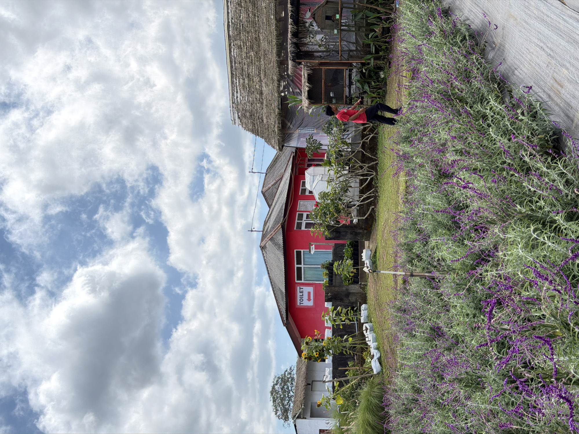In Kintamani, Indonesia, a young boy in a red shirt and black pants walks past a garden filled with vibrant purple flowers and lush green foliage. Behind the garden, a red building with a white "TOILET" sign and an arrow is visible, alongside a smaller white structure with a thatched roof. Further back, a larger thatched-roof building with a rustic exterior stands under a cloudy sky. The scene appears to be a tranquil outdoor setting, possibly a tourist attraction or a garden cafe, given the presence of the toilet sign and the well-maintained plants. The lighting suggests it is daytime, with sunlight filtering through the clouds, creating a soft, diffused illumination.