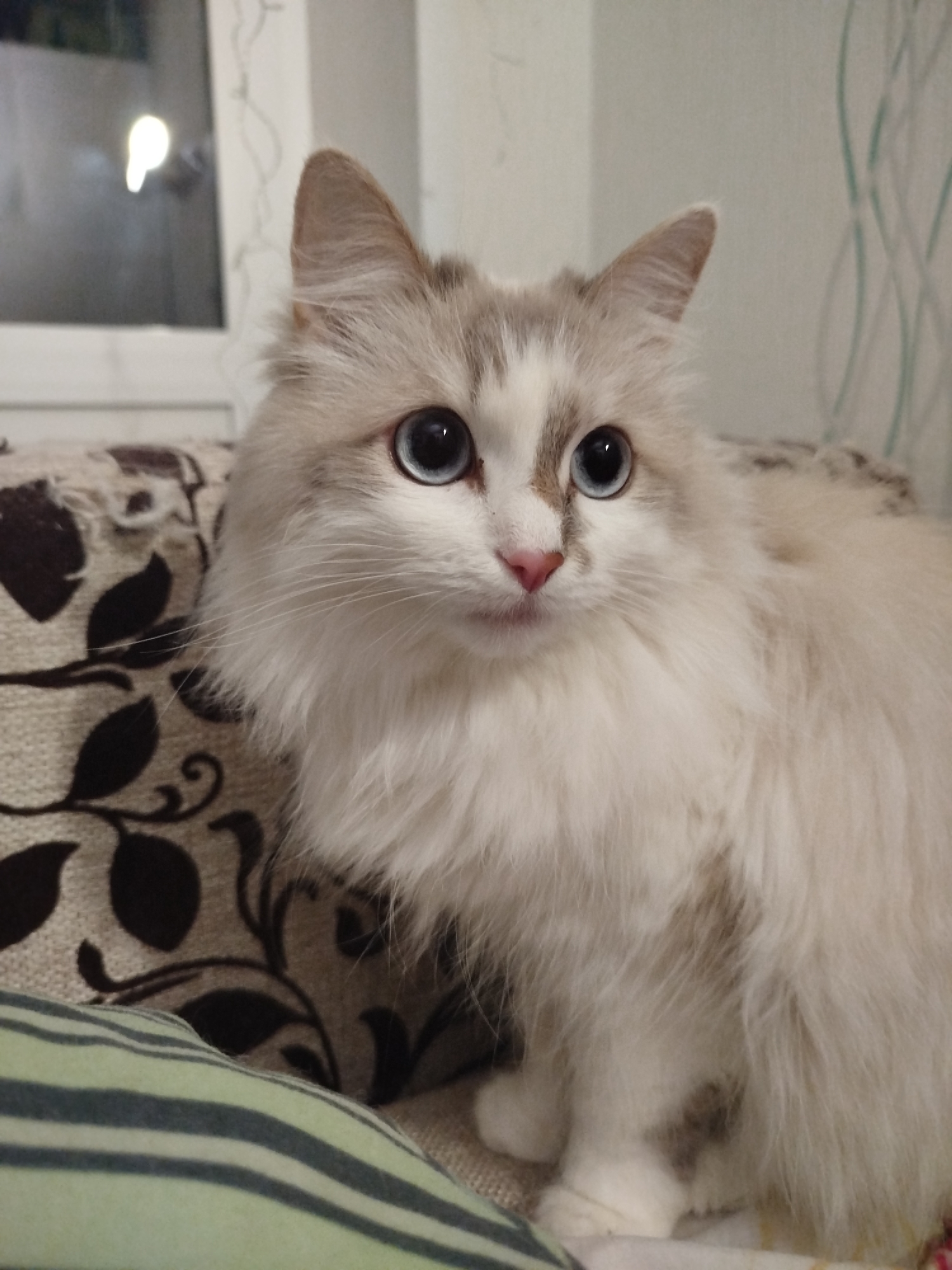 A fluffy, long-haired cat with striking blue eyes is the central subject of this close-up image. The cat's fur is predominantly white or very light cream, with distinctive light brown or gray point markings on its forehead, around its eyes, and on its pointed ears. Its nose is a soft pink, and it has prominent white whiskers. The cat is looking intently forward and slightly to the right, conveying an alert and curious expression.
The cat is positioned on or near soft furnishings. To its left and behind it is a cushion or piece of furniture upholstered with a light-colored fabric featuring a repeating pattern of dark brown or black leaf-like motifs. In the bottom left corner, part of a striped textile, possibly another cushion or blanket, with light green and dark green horizontal stripes, is visible.
The background indicates an indoor setting. In the upper left quadrant, a window pane is visible, showing a bright, diffused light source outside or reflecting, which suggests the ambient lighting is soft, possibly indicating evening or night with indoor lights on. The wall behind the cat is light-colored and features a subtle, vertical, wavy decorative pattern in a light blue or green tone on the right side. The scene evokes a tranquil, domestic atmosphere. There is no visible text in the image.