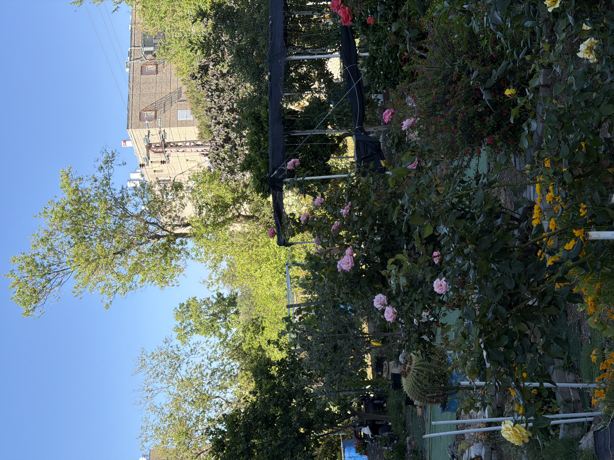 The image captures a garden scene in Kiryat Bialik, Israel, on a clear day, with a blue sky visible through the trees. A multi-story building is seen in the background. The garden contains a variety of flowering plants, including roses in pink and yellow hues. A black mesh structure stands amidst the vegetation. Other trees and foliage fill the landscape.