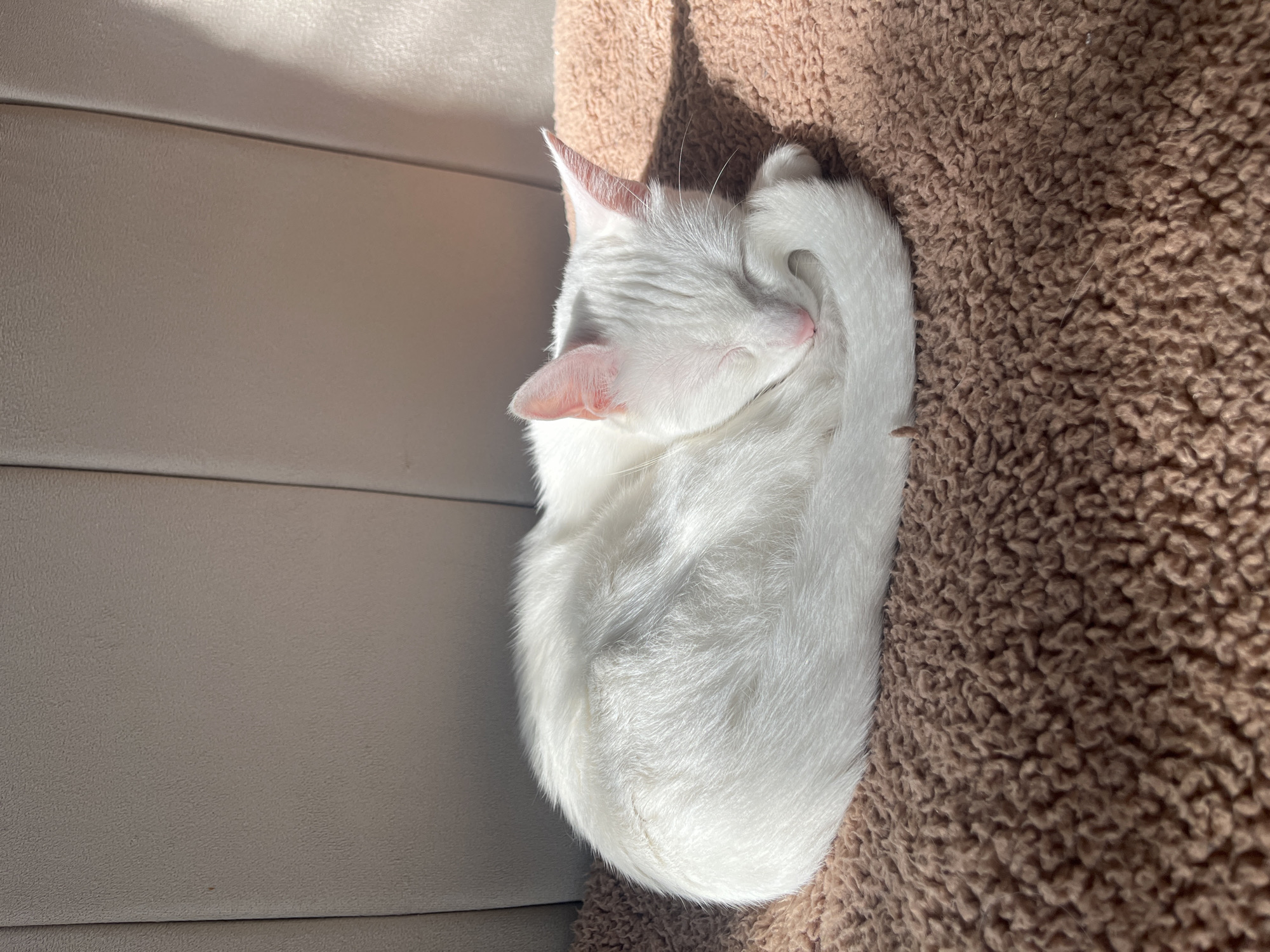 A white cat is curled up asleep on a brown, textured surface. The cat is positioned next to a beige, panelled wall or surface. The light suggests an indoor setting. The location in Buenos Aires, Argentina is not discernible from the image.