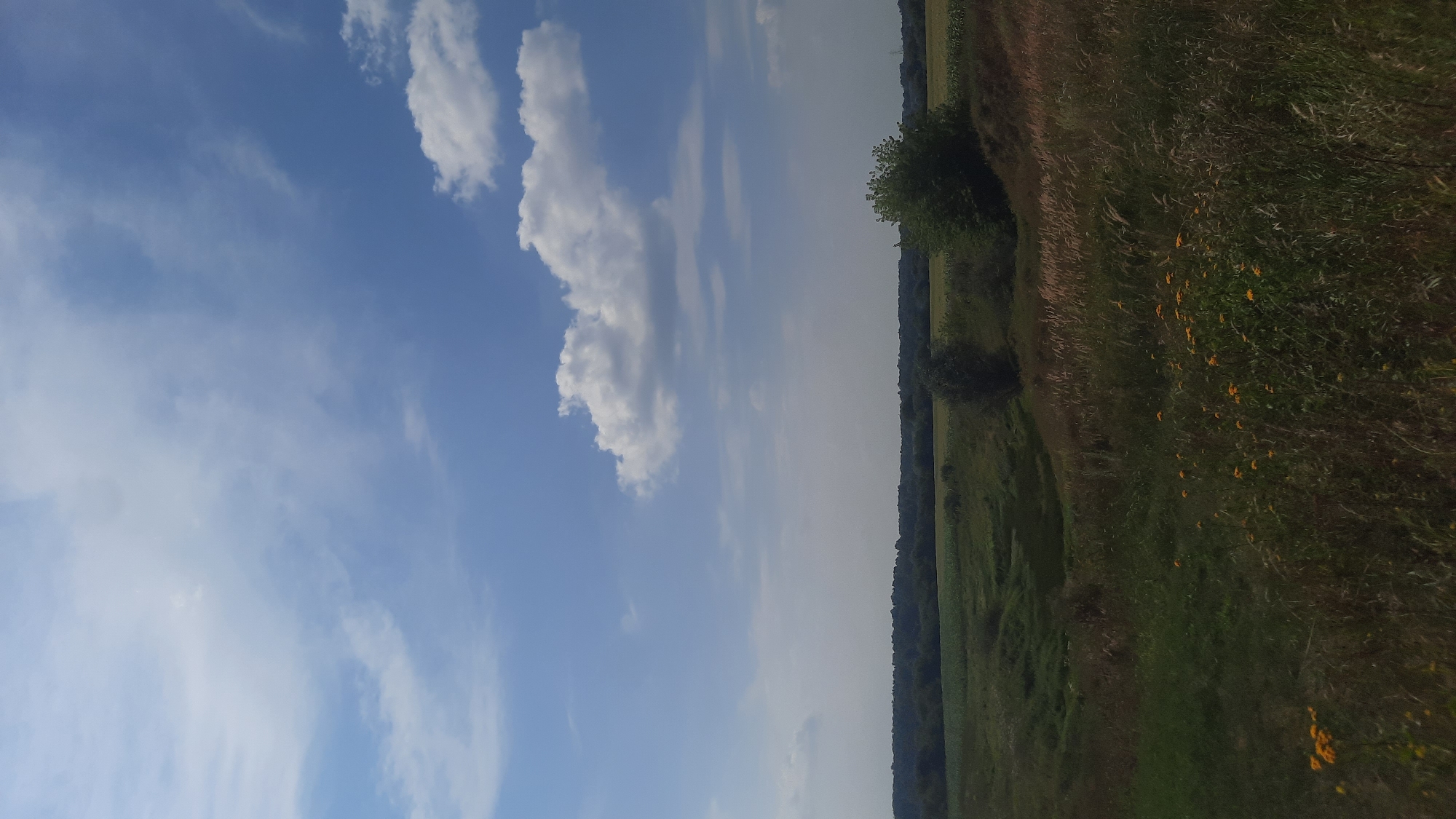 The image depicts a pastoral landscape under a partially cloudy blue sky. In the foreground, tall grasses and scattered yellow wildflowers grow on a slightly sloping terrain. A gentle depression or ravine is visible in the mid-ground, bordered by more grasses and some sparse vegetation. Beyond this, a treeline of dark green foliage stretches across the horizon, with hints of agricultural fields or meadows in between. The overall scene suggests a rural setting, likely in or around the city of Shklov, Belarus, characterized by natural vegetation and open fields. No people or specific structures are discernible.