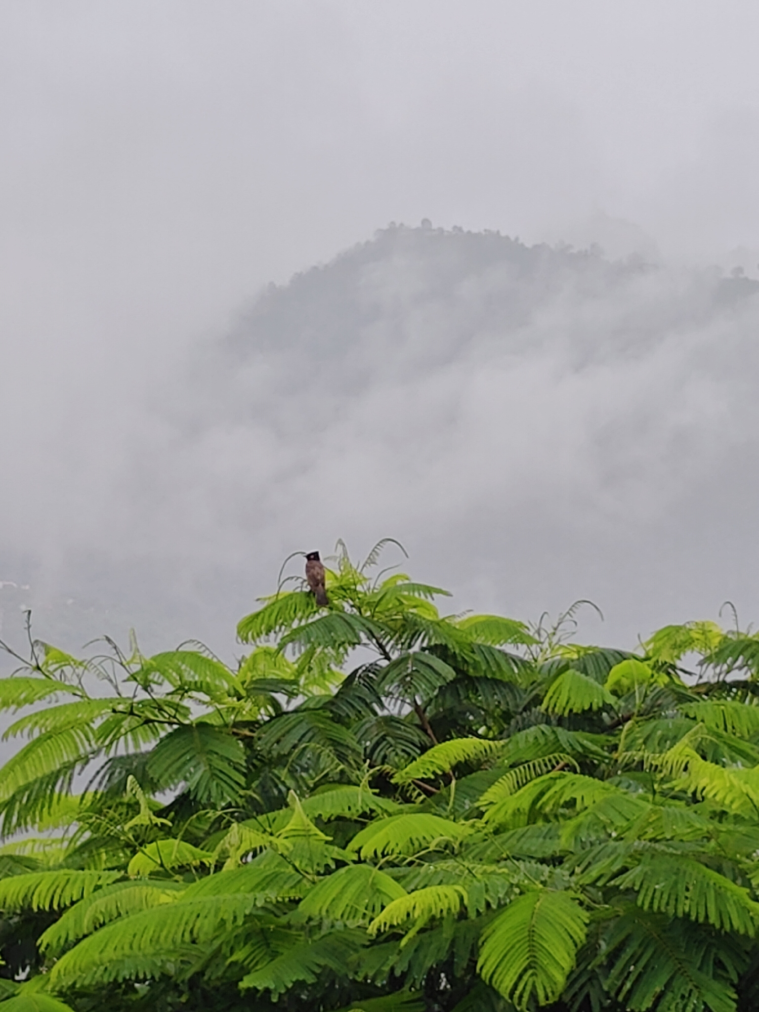 A bird is perched on a branch of a lush green tree, its plumage a mix of brown and red. The tree's leaves are vibrantly green and feathery. In the background, mountains are shrouded in mist, creating a hazy and atmospheric backdrop. The overall scene suggests a natural, possibly mountainous, environment.